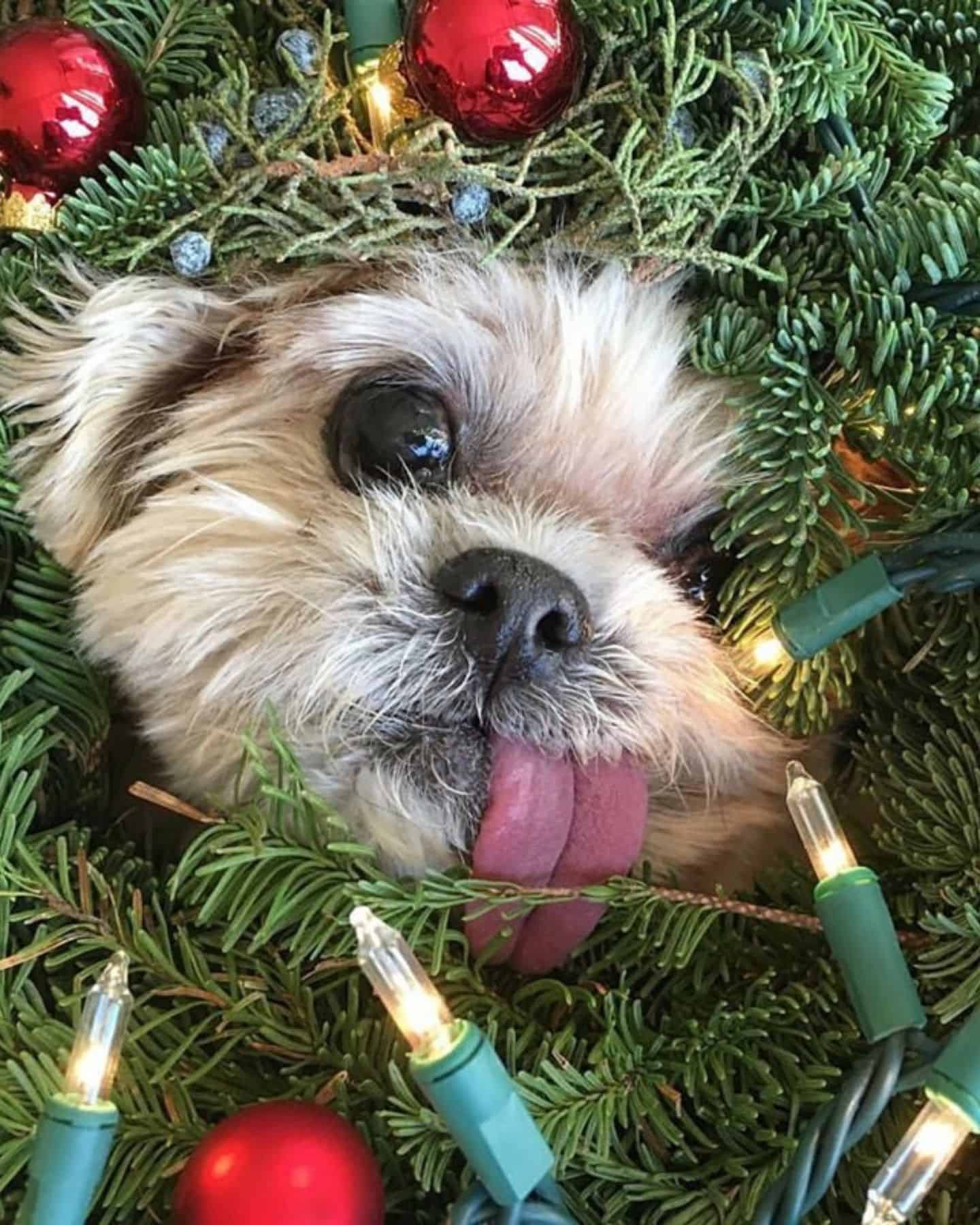close-up photo of dog in christmas tree
