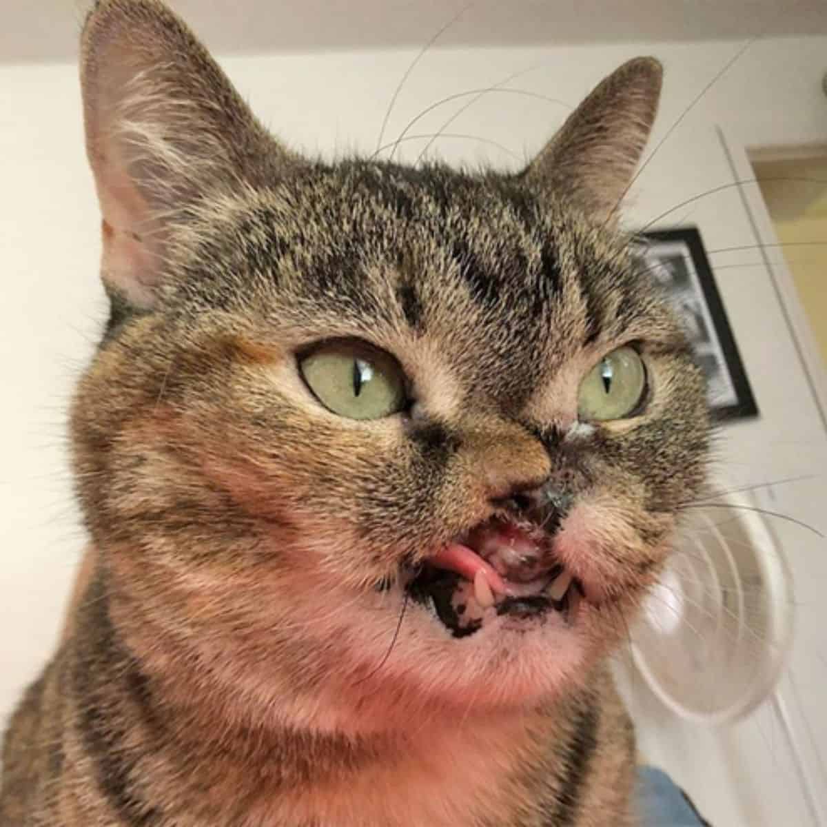 close- up photo of tabby cat shot in the face