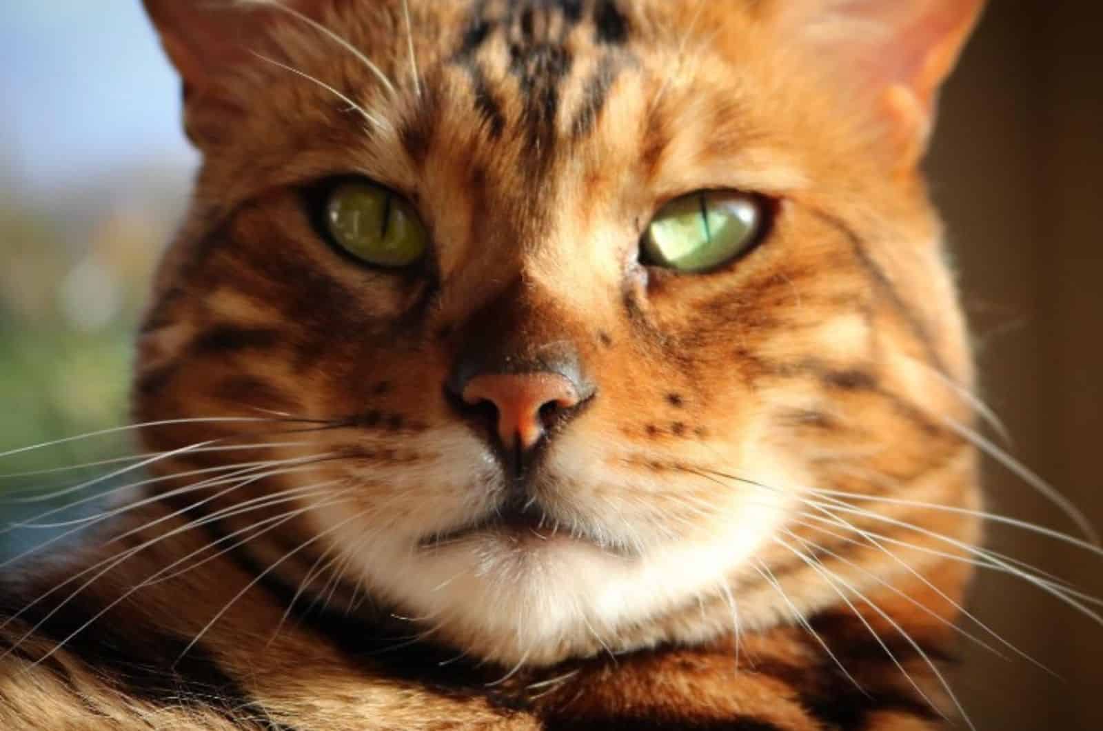 close view of orange cat