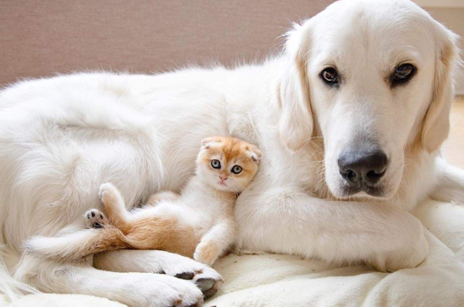 cute cat and dog posing