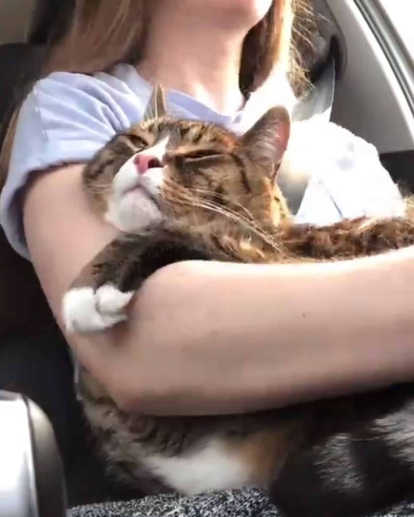 cute cat chilling in womans arms