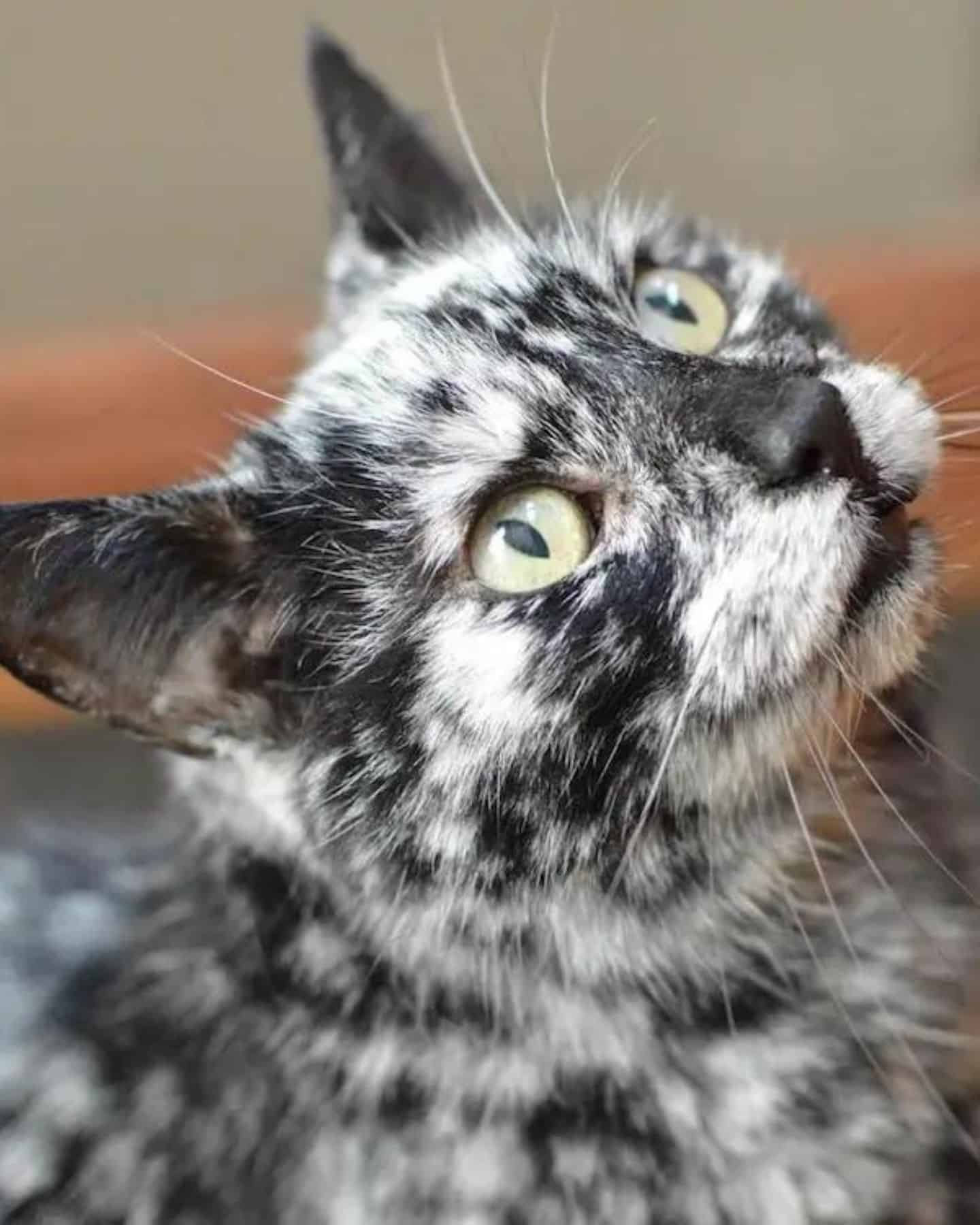 cute cat with extraordinary fur