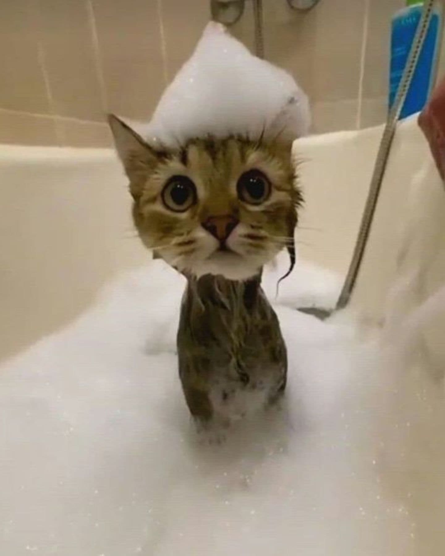 cute cat with foam on head