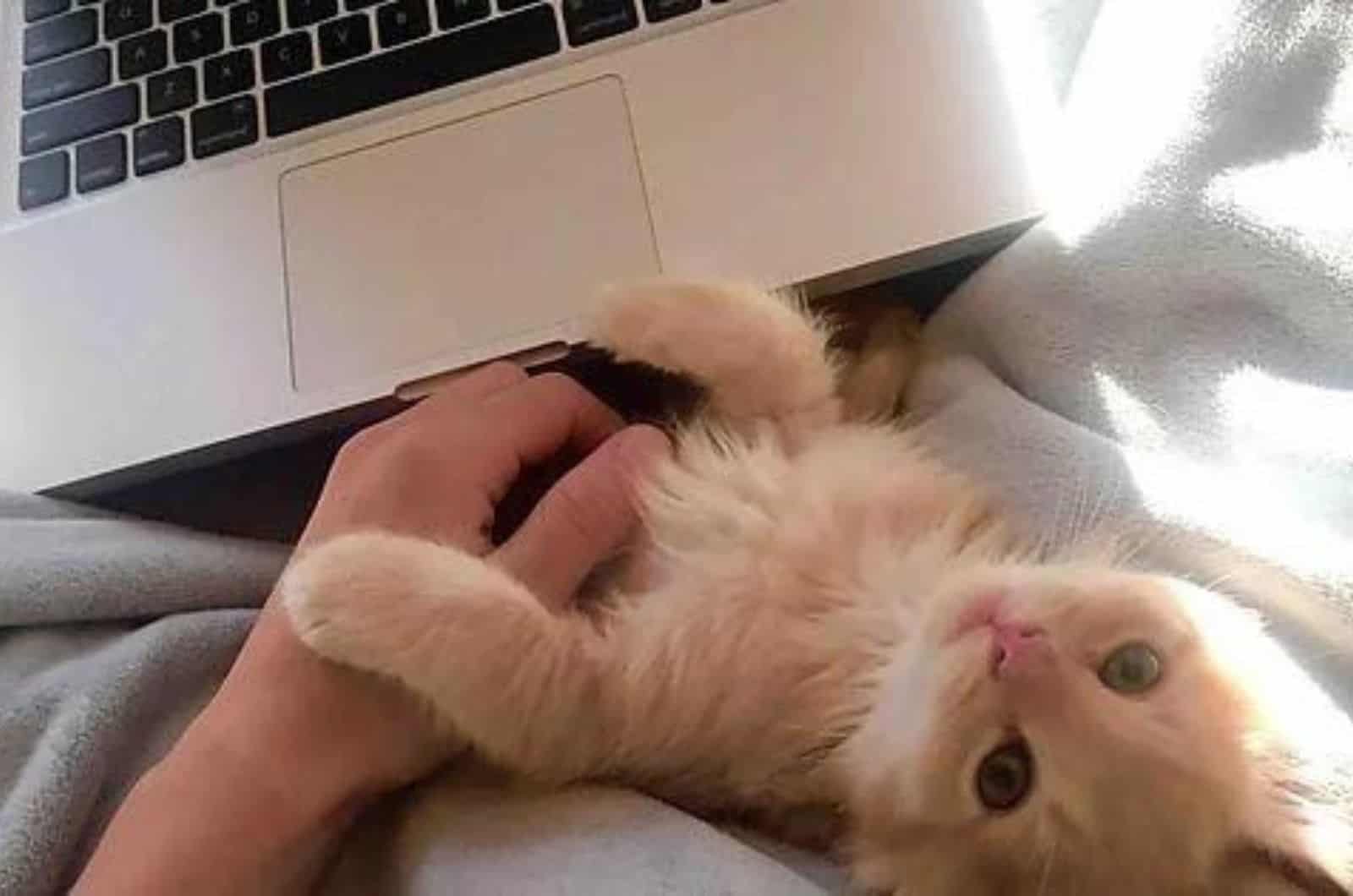 cute cat with man by the laptop