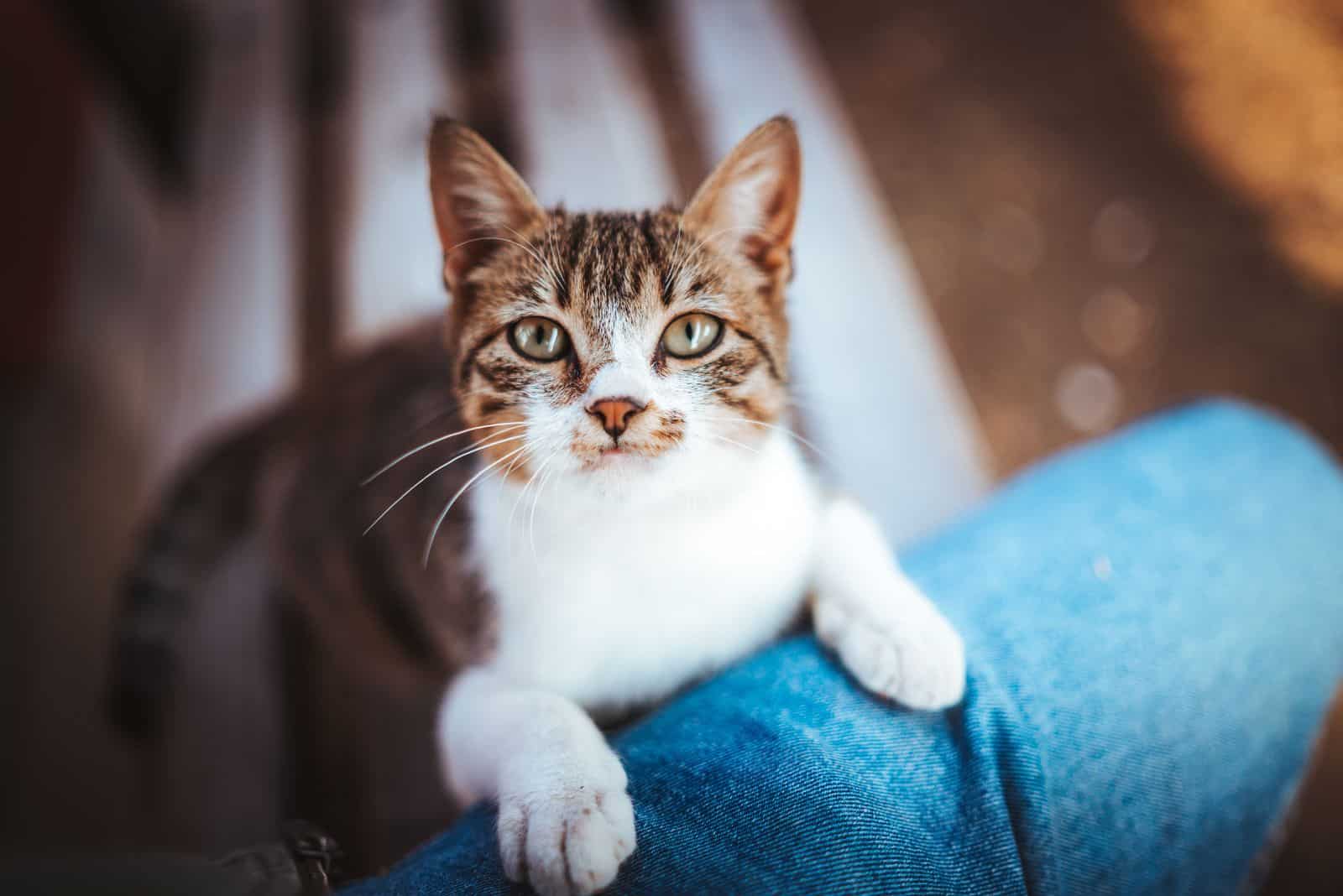 cute cat with owner