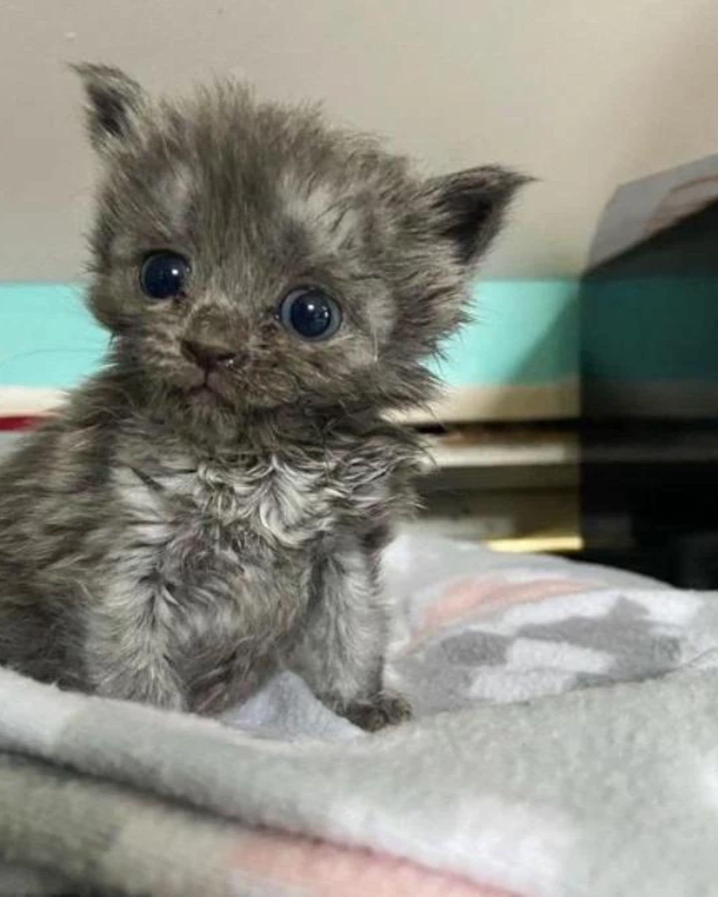 cute grey kitten