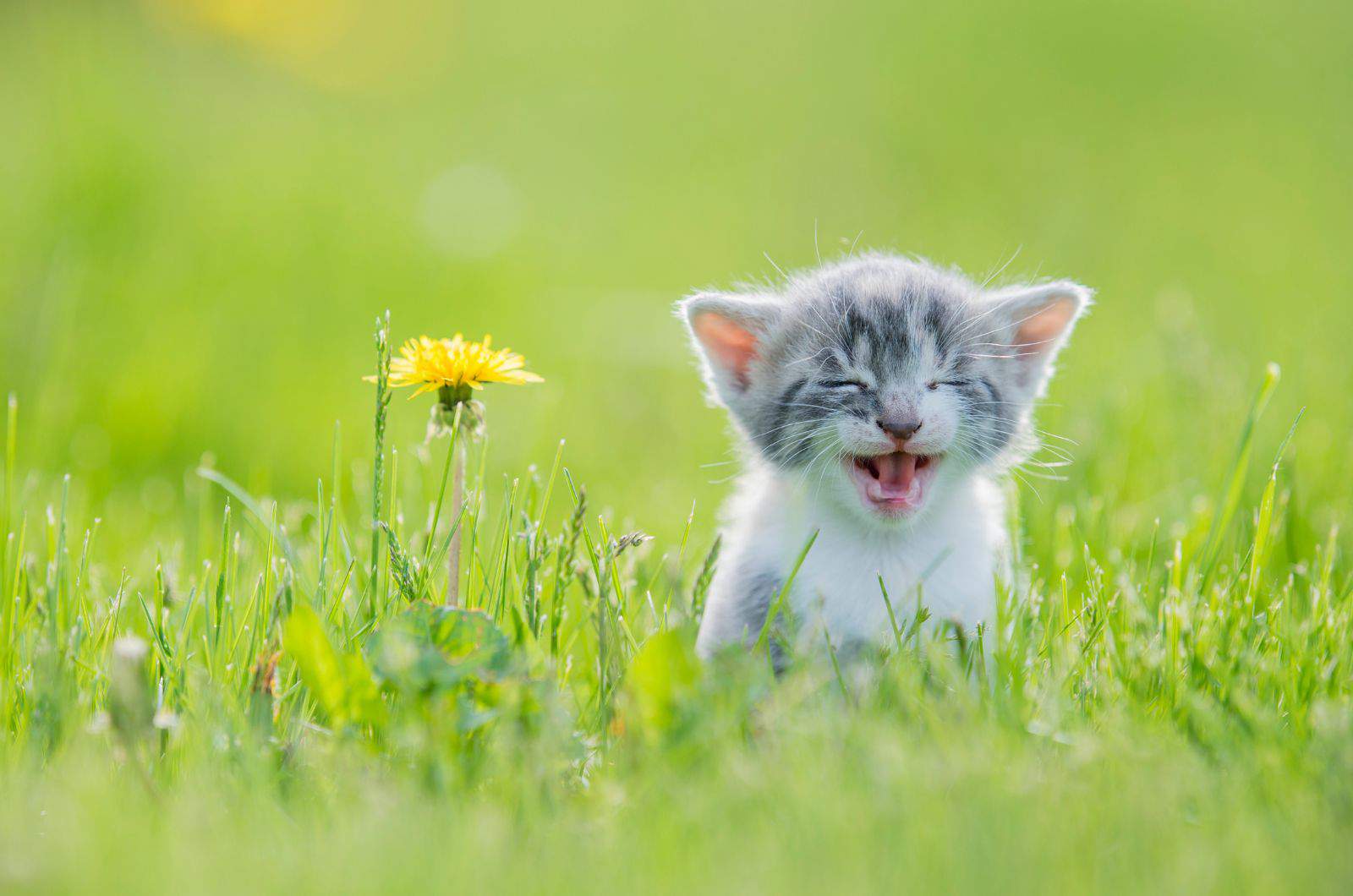 cute kitten in grass