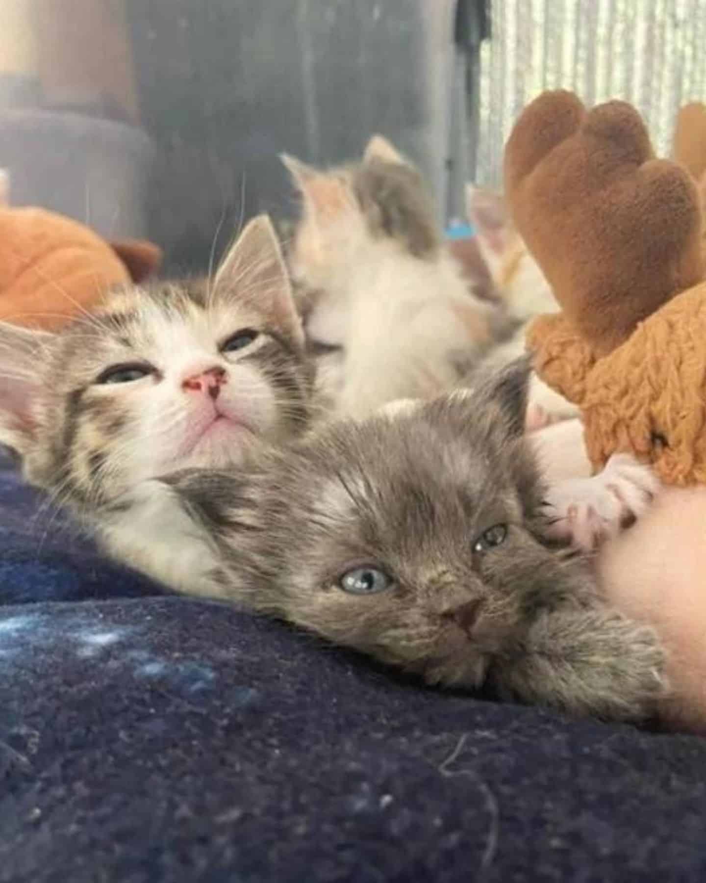 cute kittens laying together