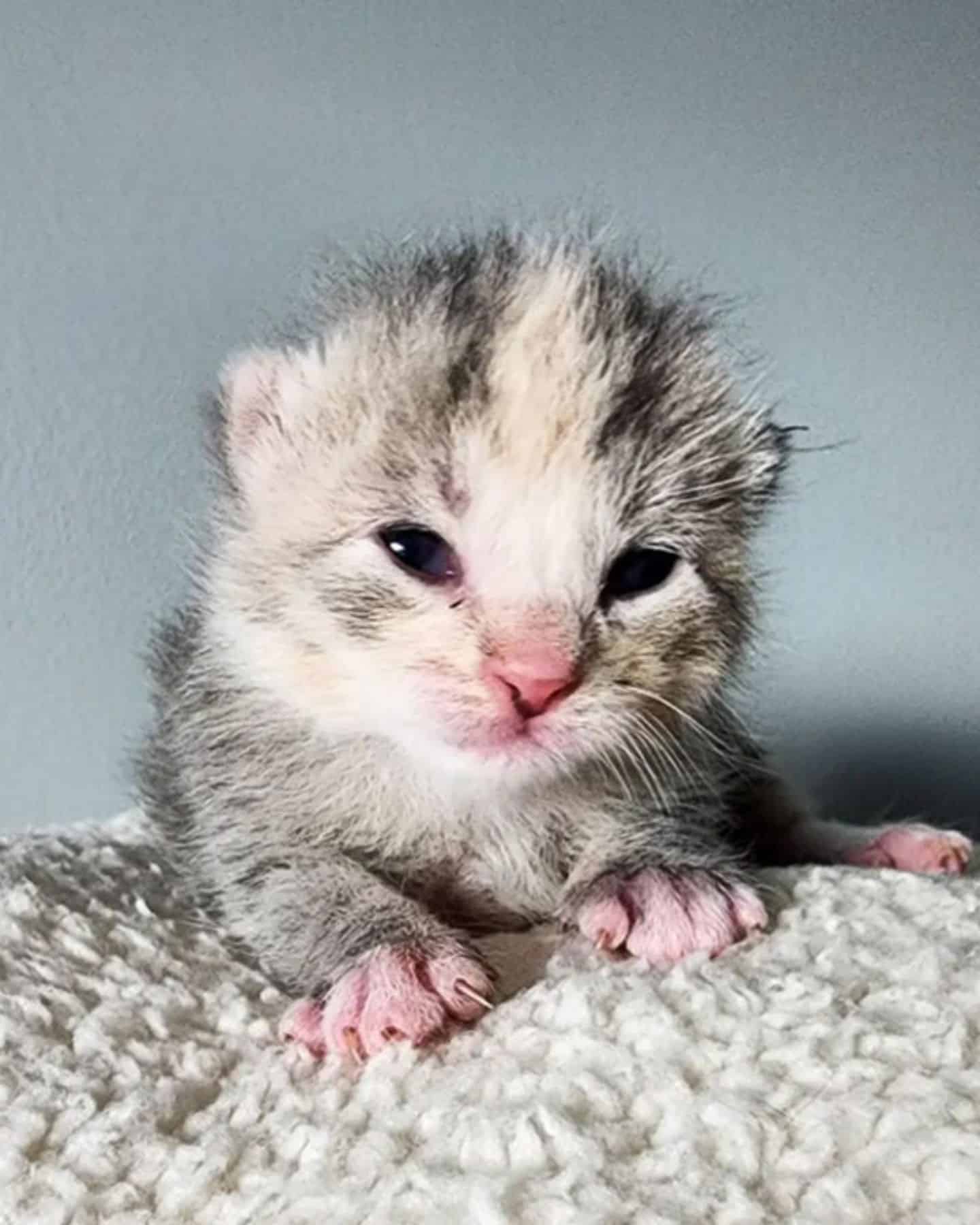 cute newborn kitten