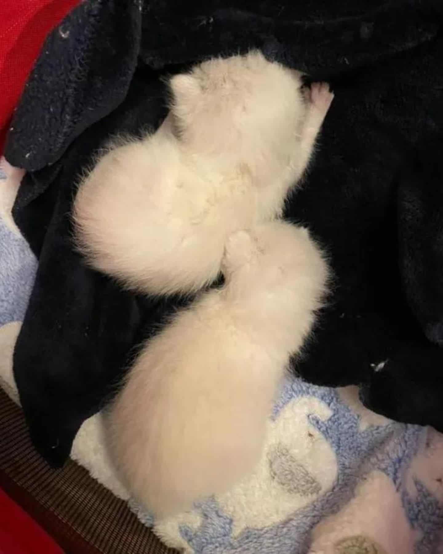 cute white kittens