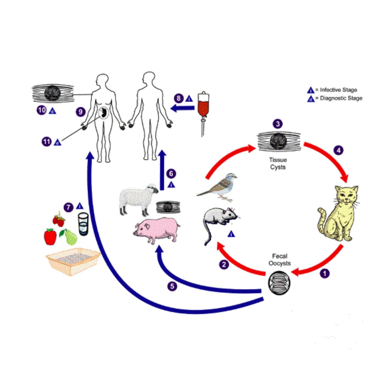 diagram of the development of the cat parasite in humans