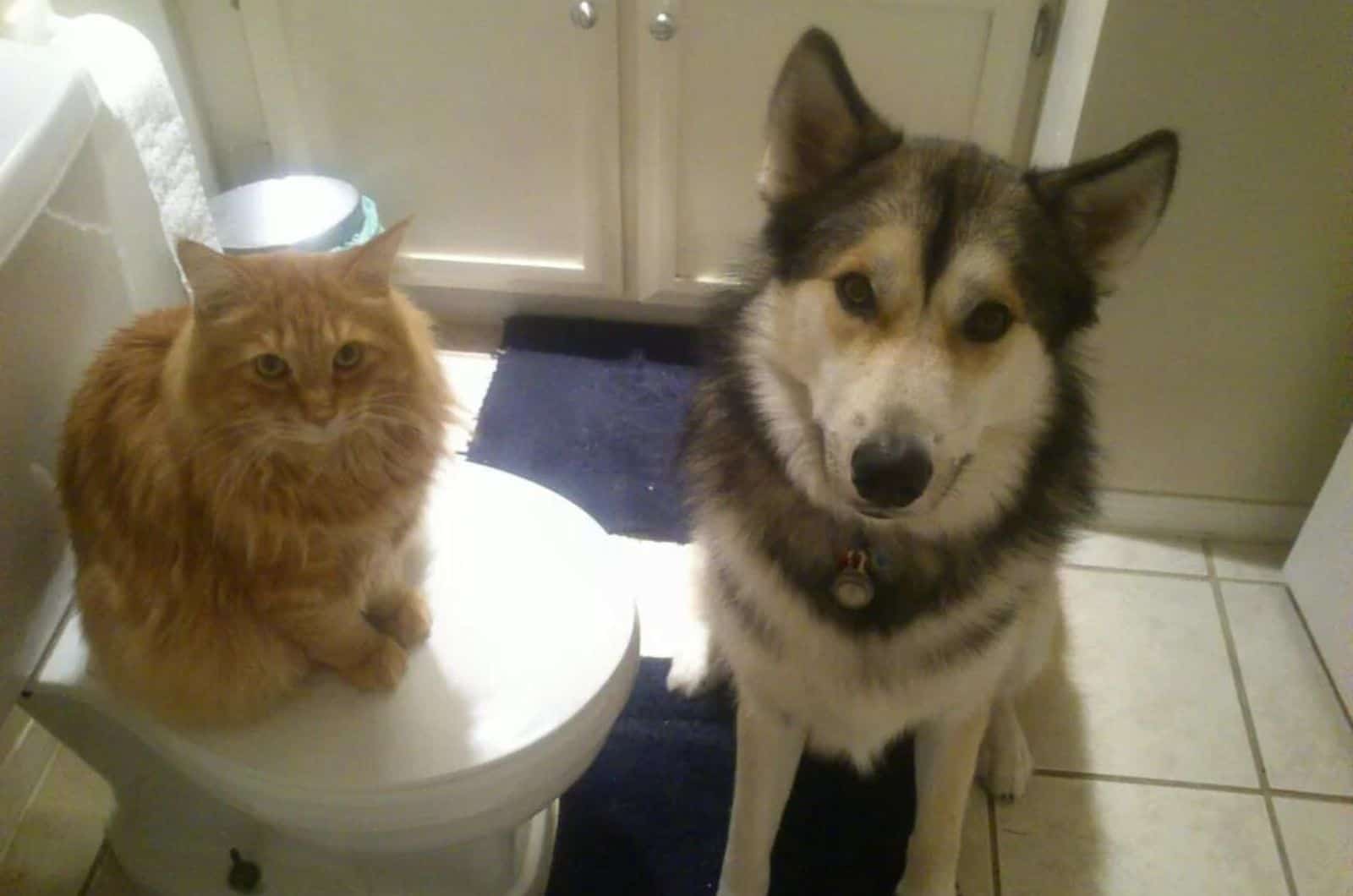 dog and cat in the bathroom