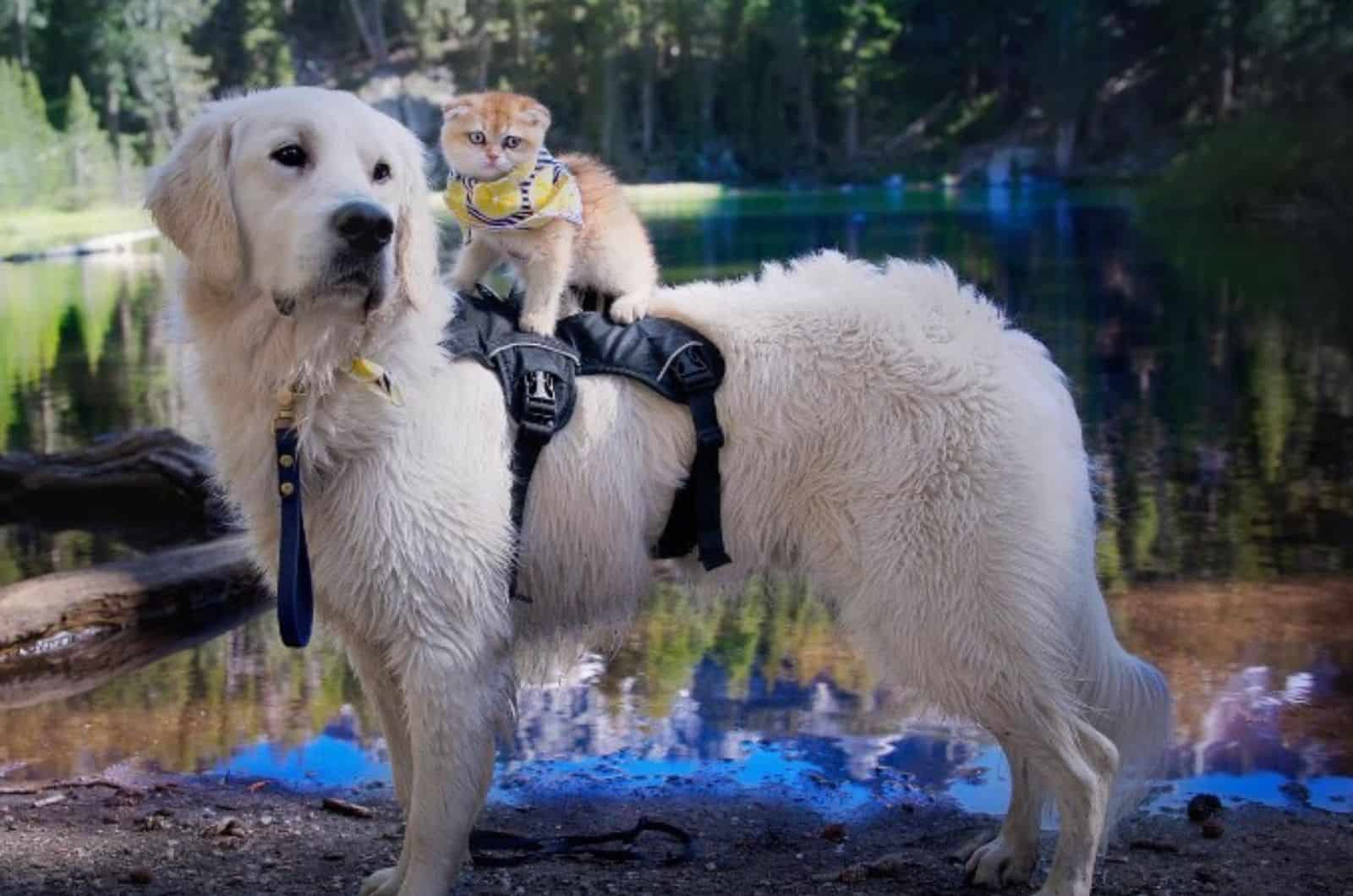 dog carrying a cat