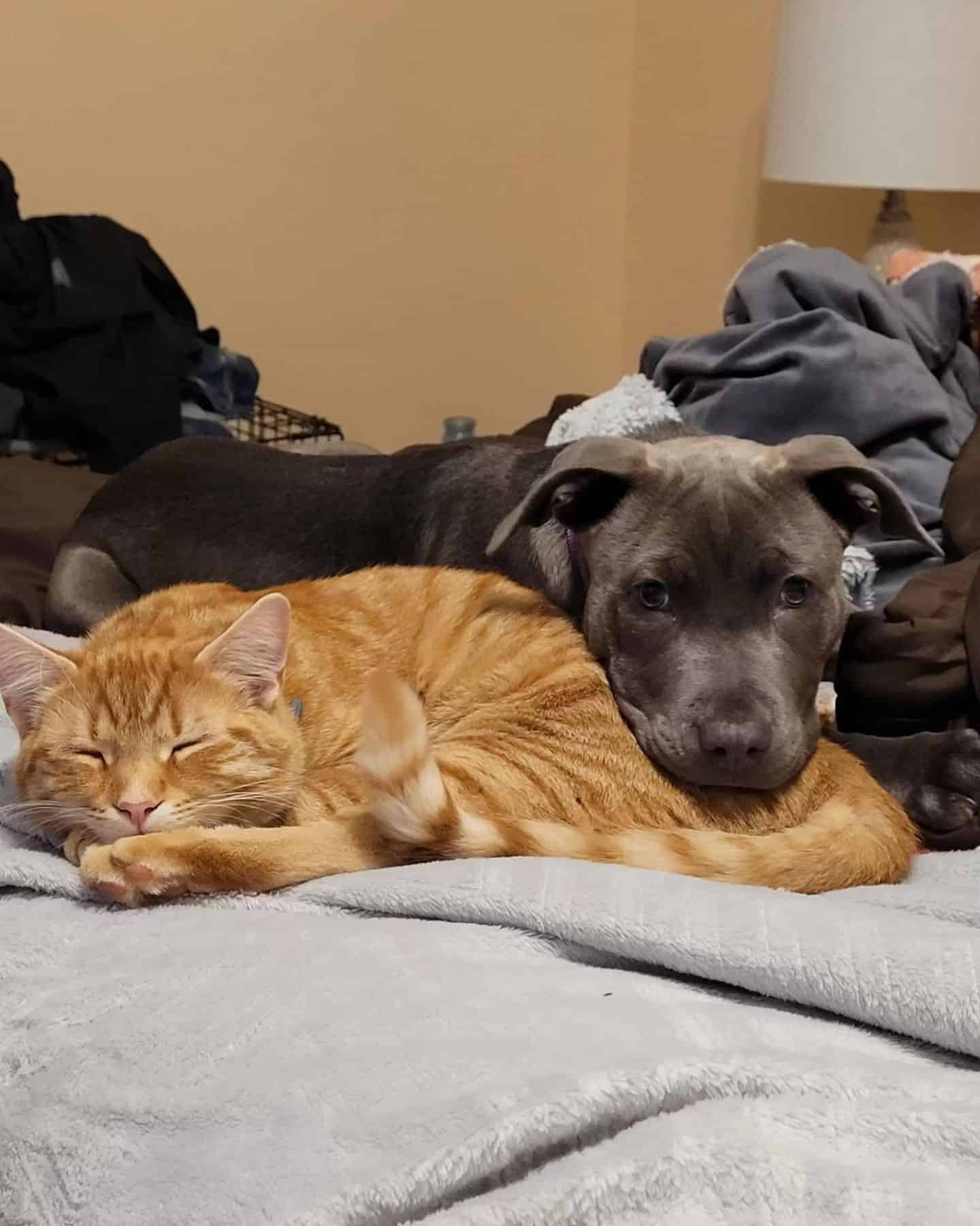 dog leaning his head on cat while lying
