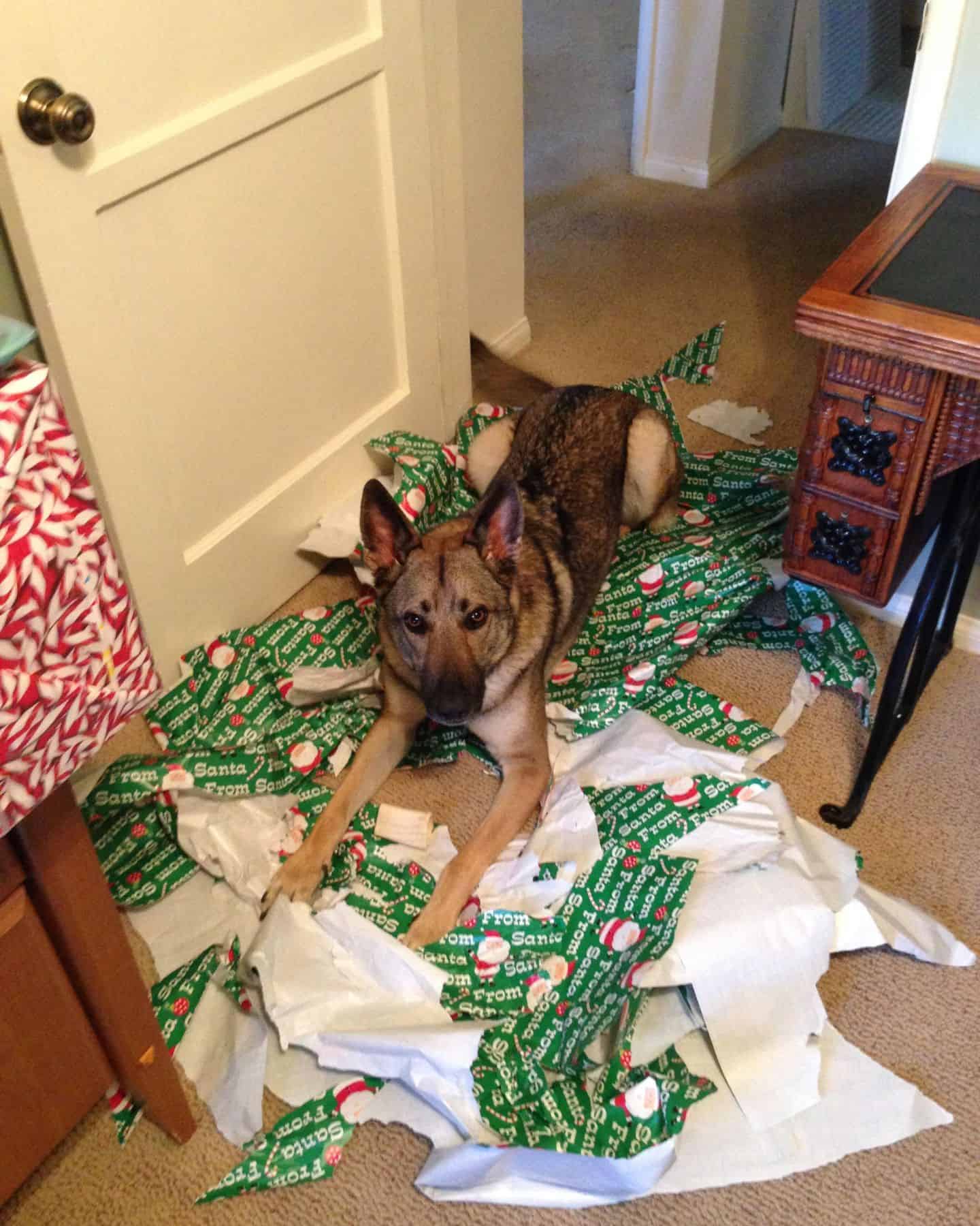 dog lying on wrapping paper