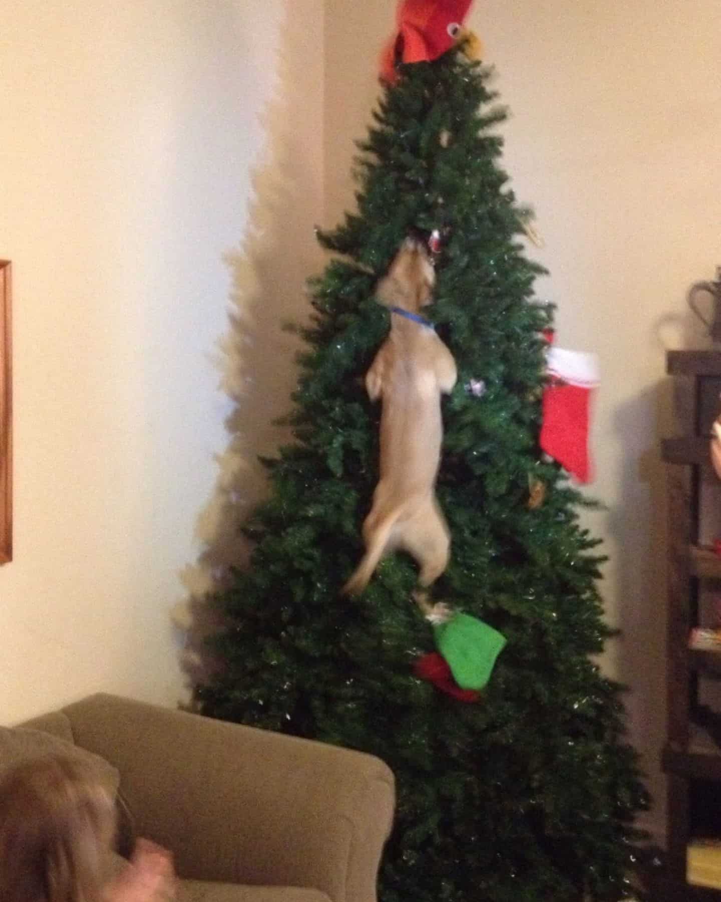dog on a christmas tree