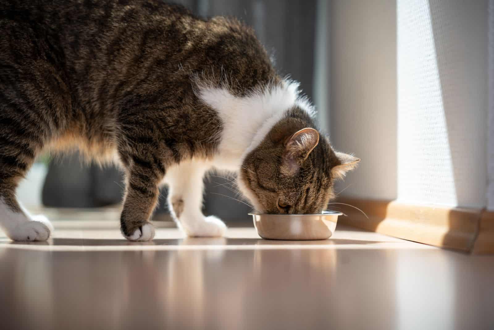 domestic cat eating food