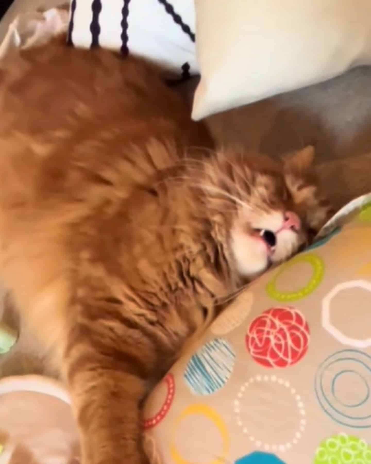 exhausted cat sleeping