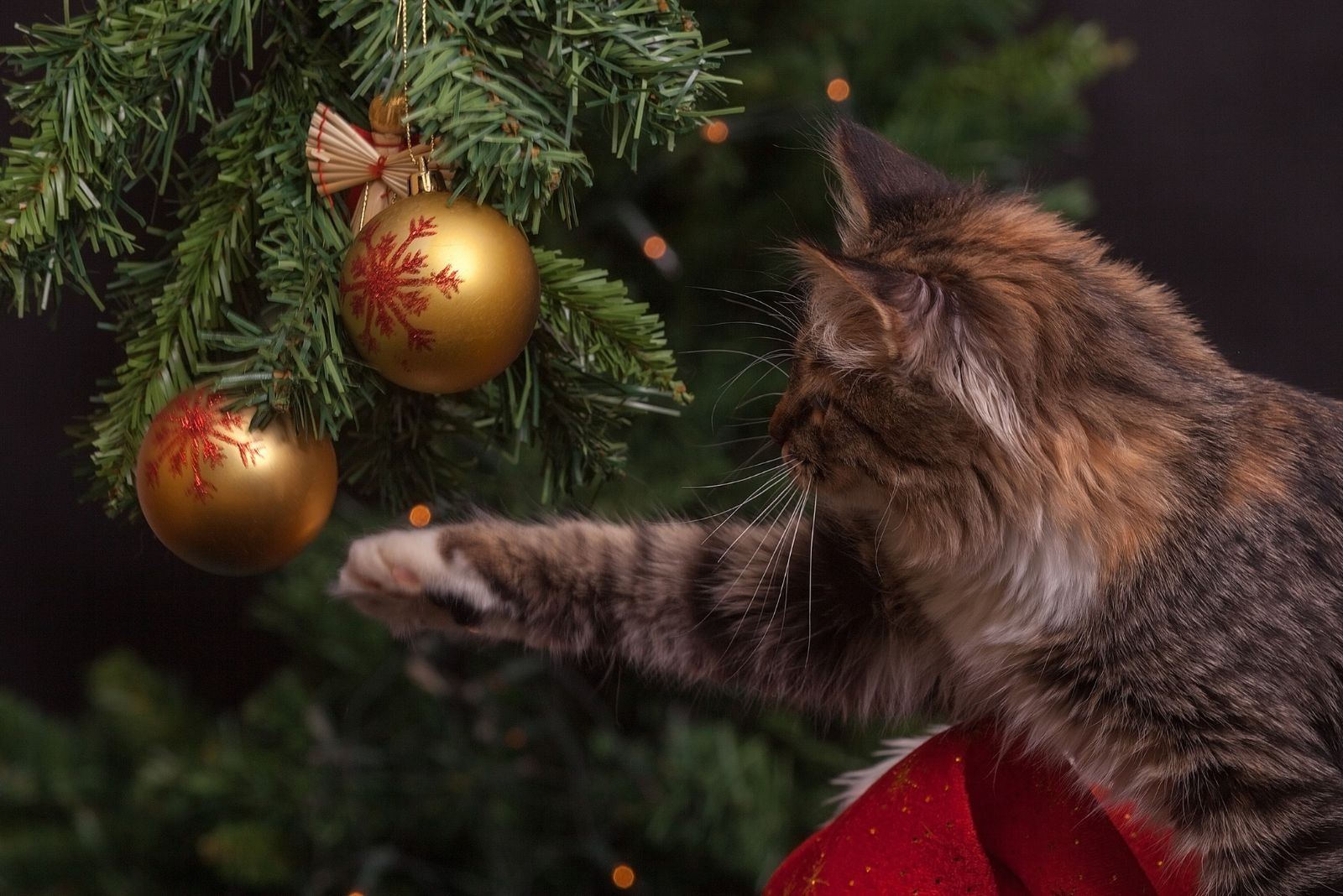 feline playing with ornaments