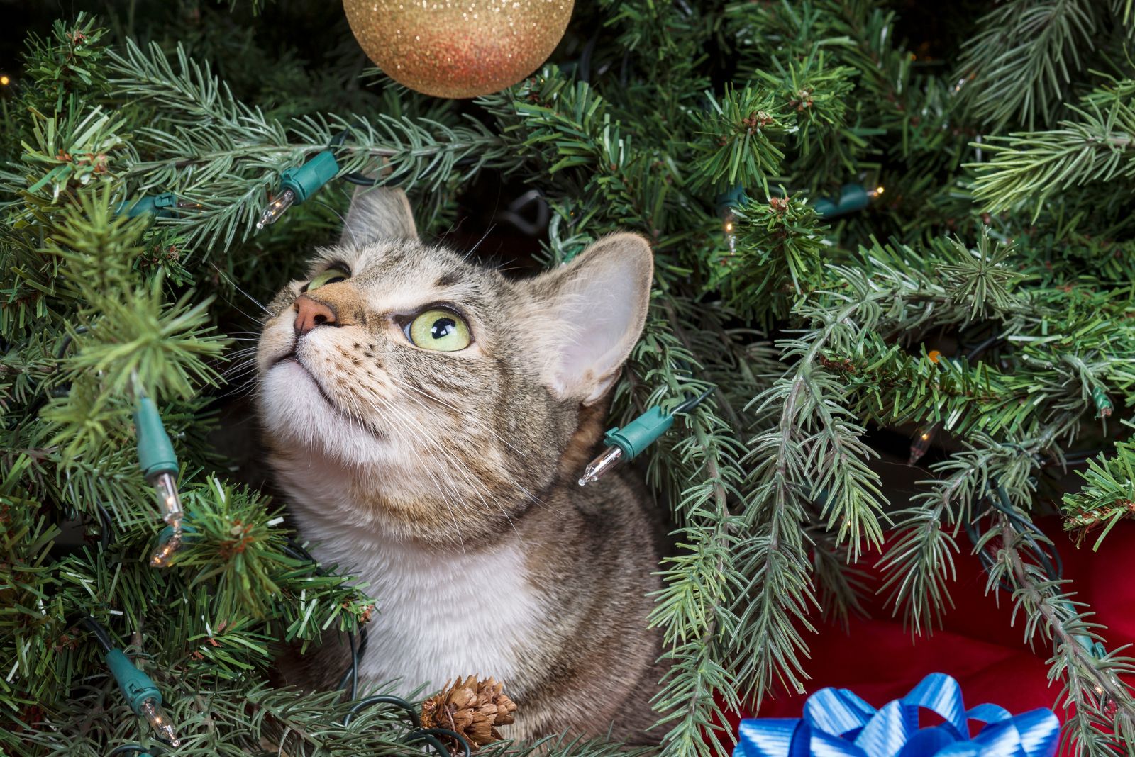 festive cat inside christmas tree