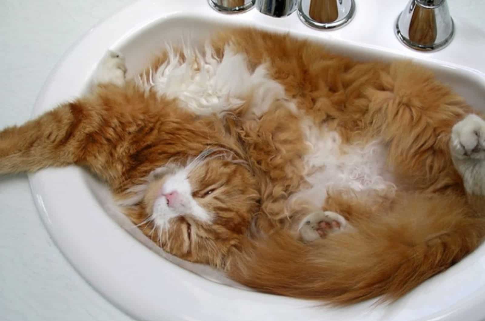 fluffy cat in a sink
