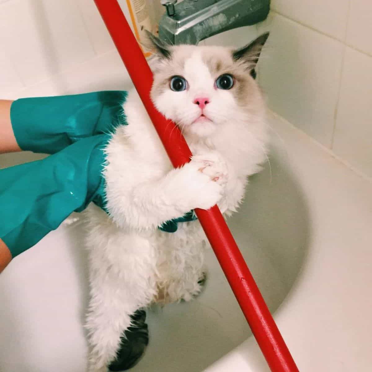 funny cat in bathtube