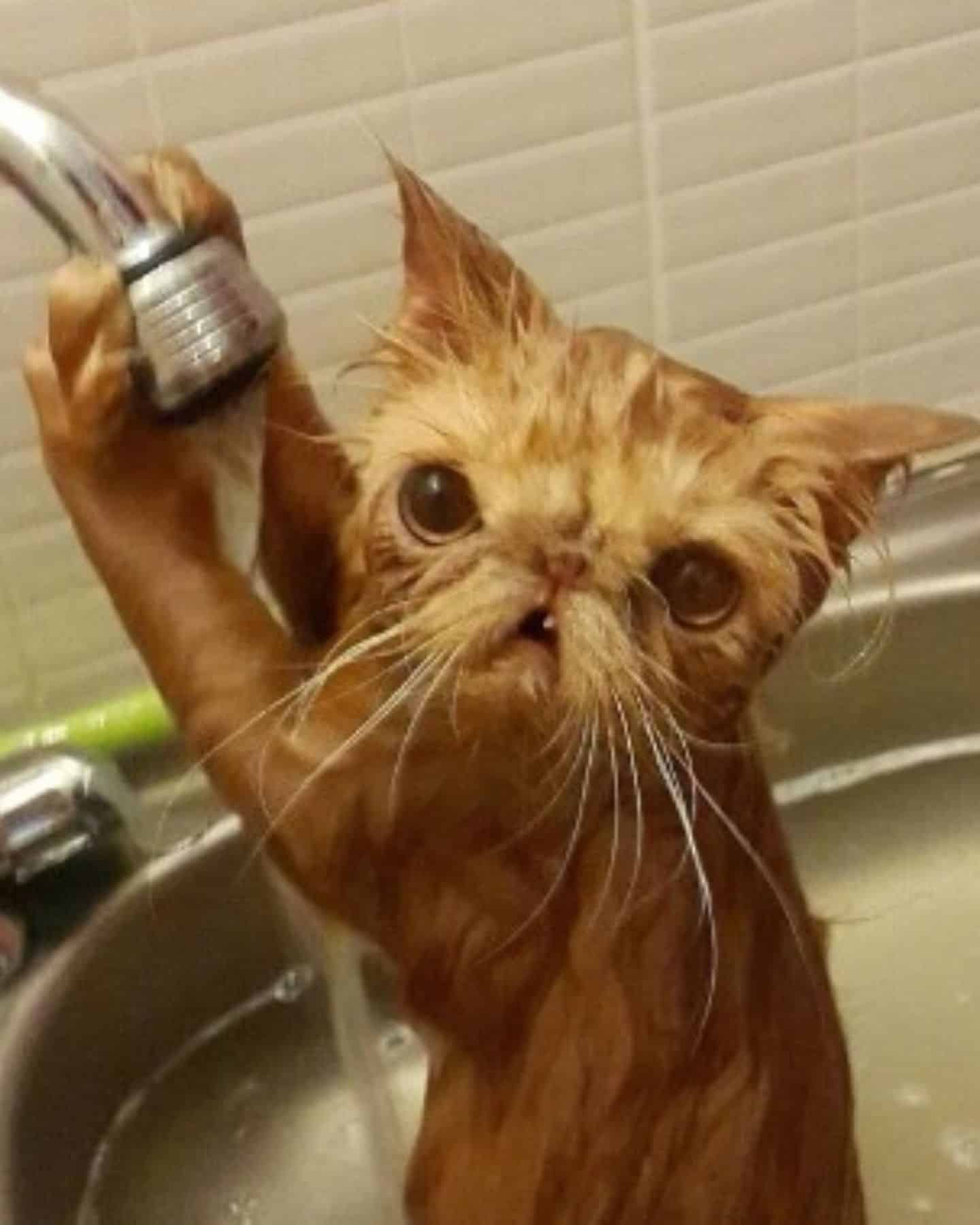funny cat trying to take a bath