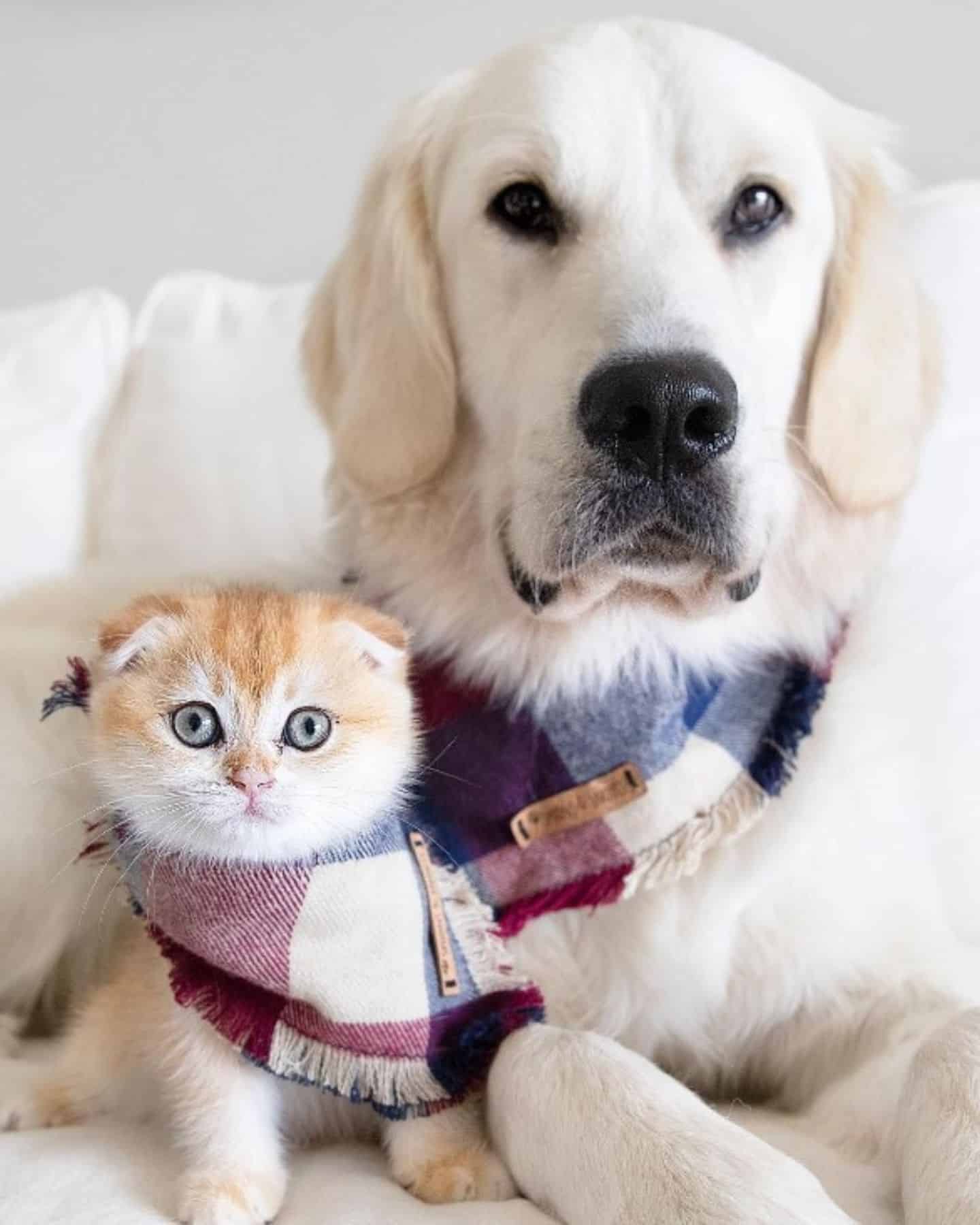 funny dog and cat wrapped in the scarf