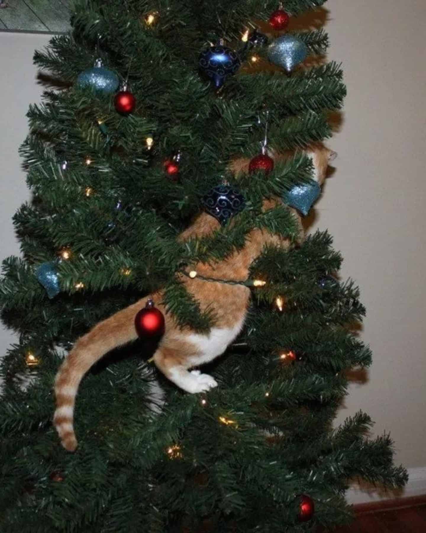 ginger cat climbing christmas tree