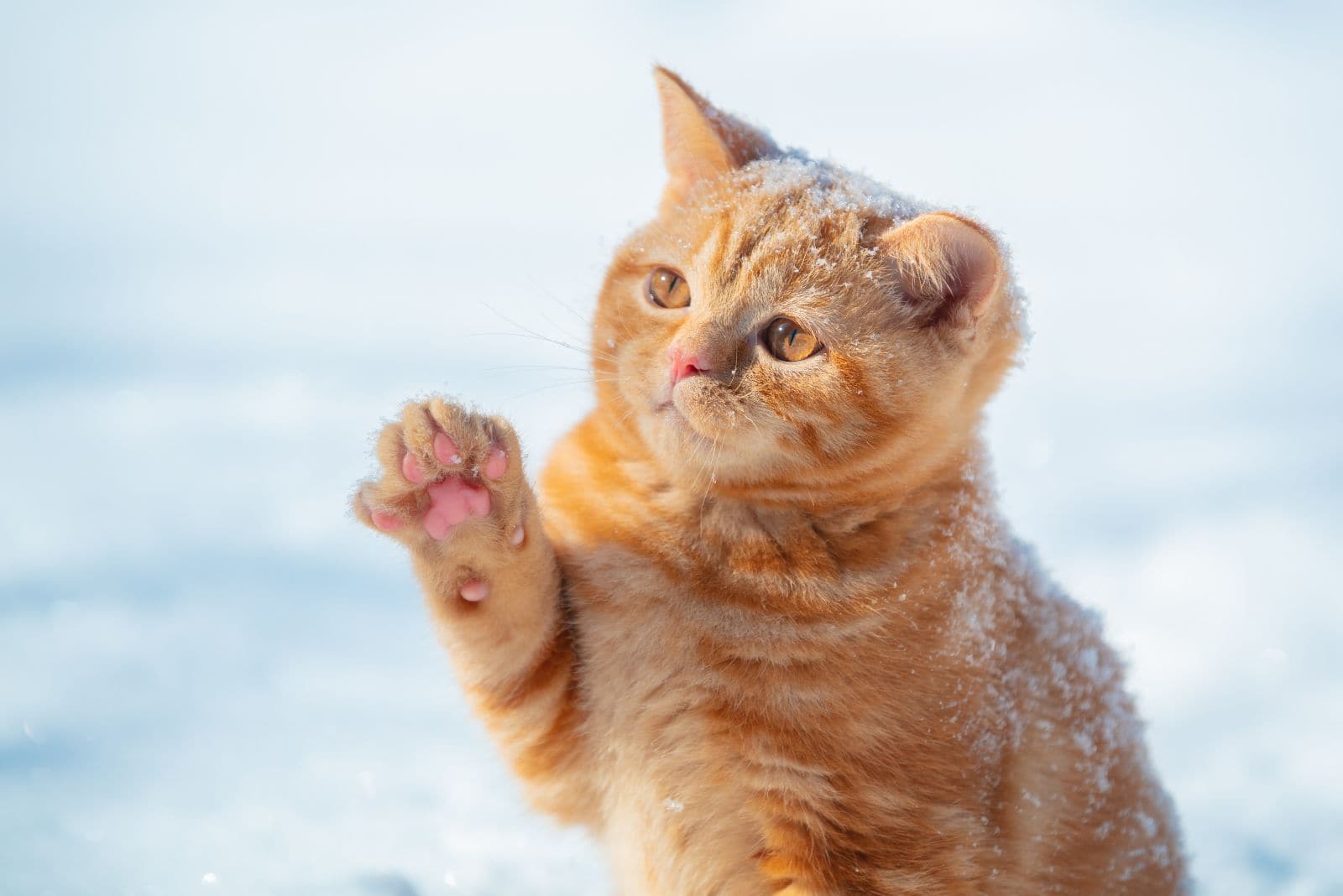 ginger cat in snow