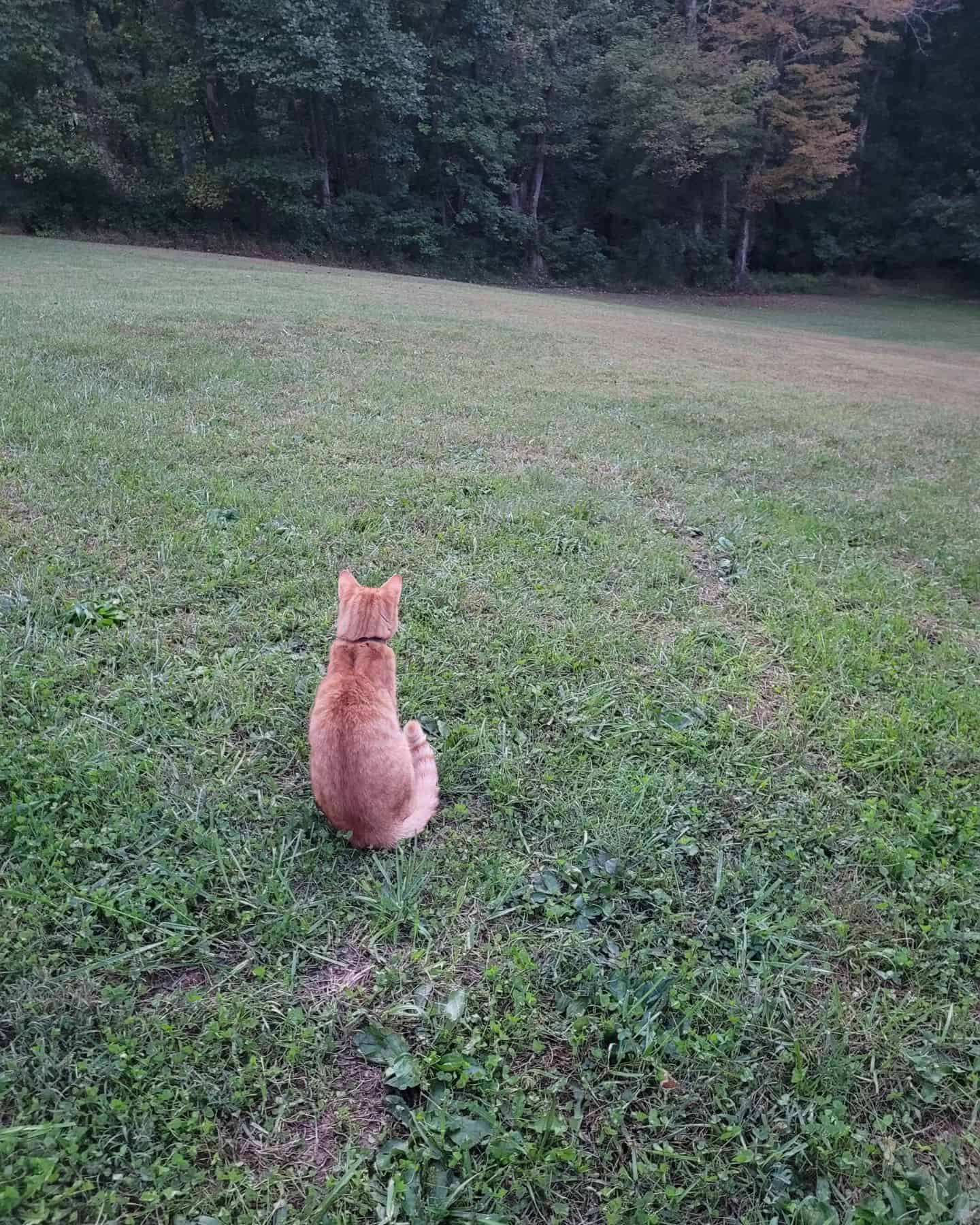 ginger cat on grass