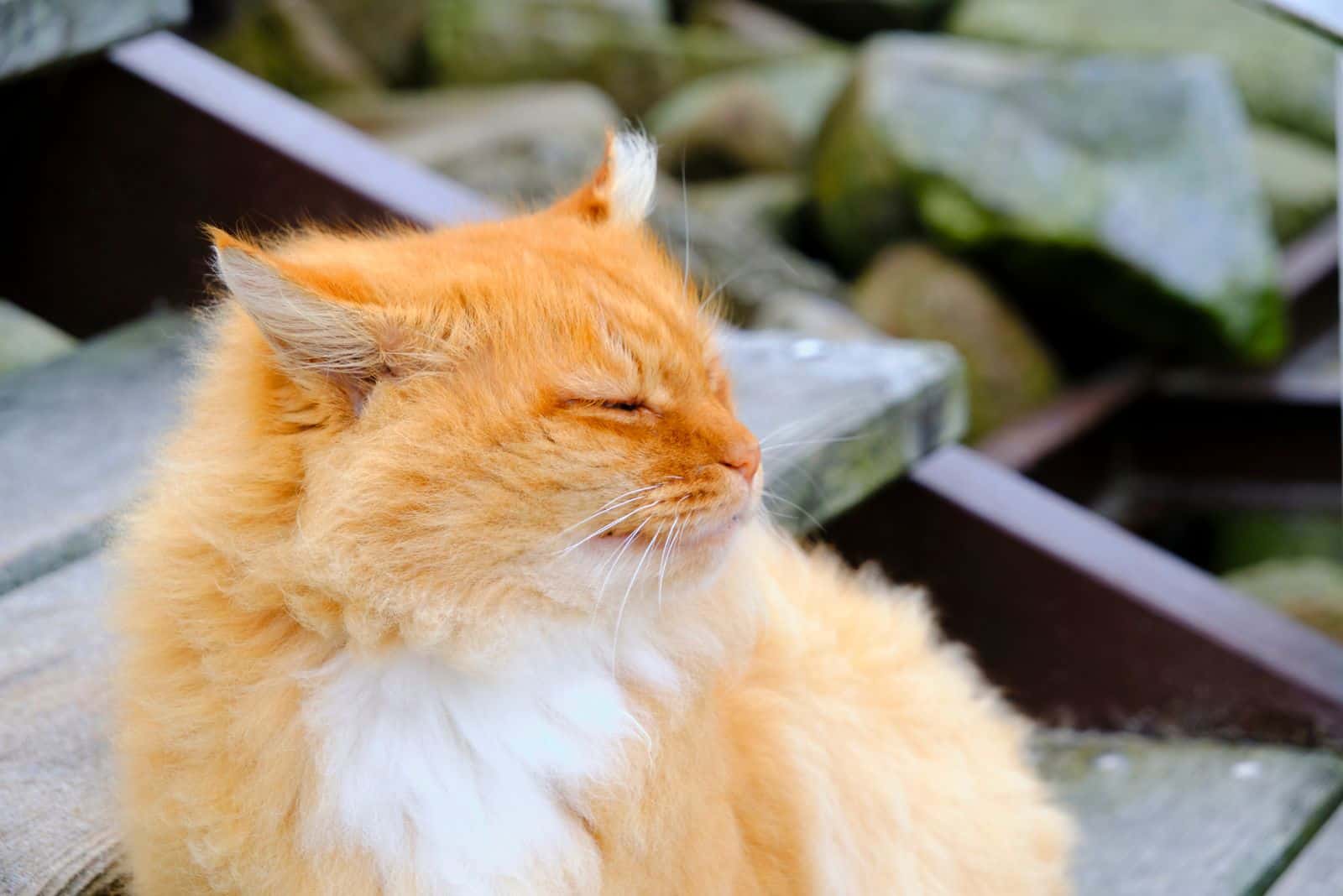 ginger cat outdoor