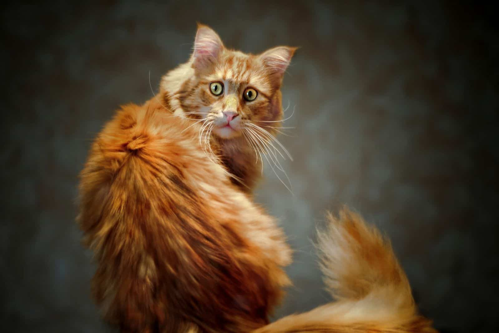 ginger cat sitting