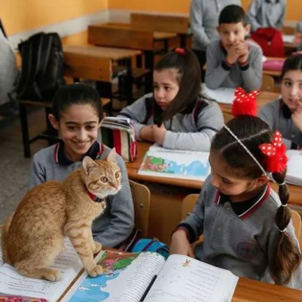 ginger cat with students