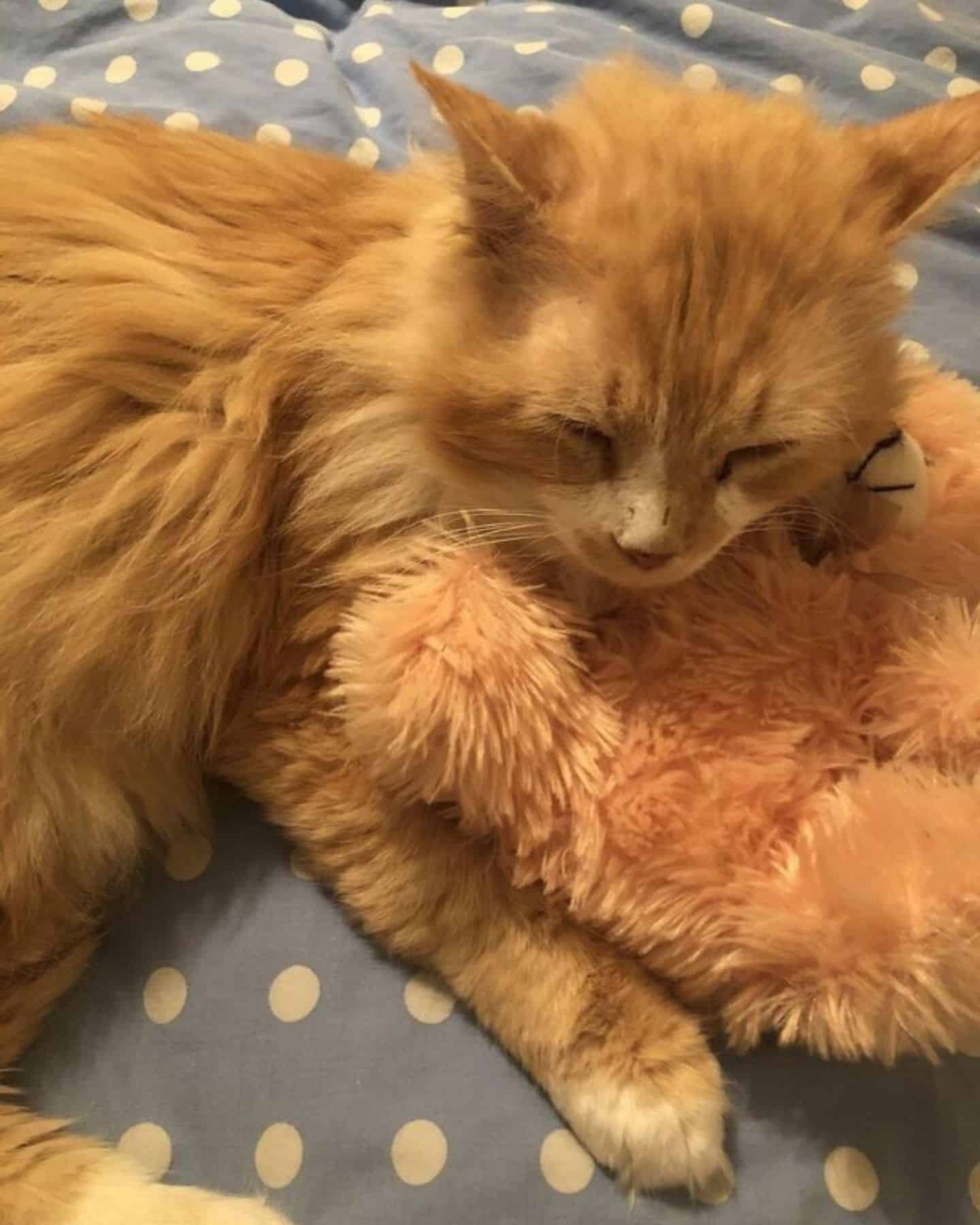 ginger cat with toy
