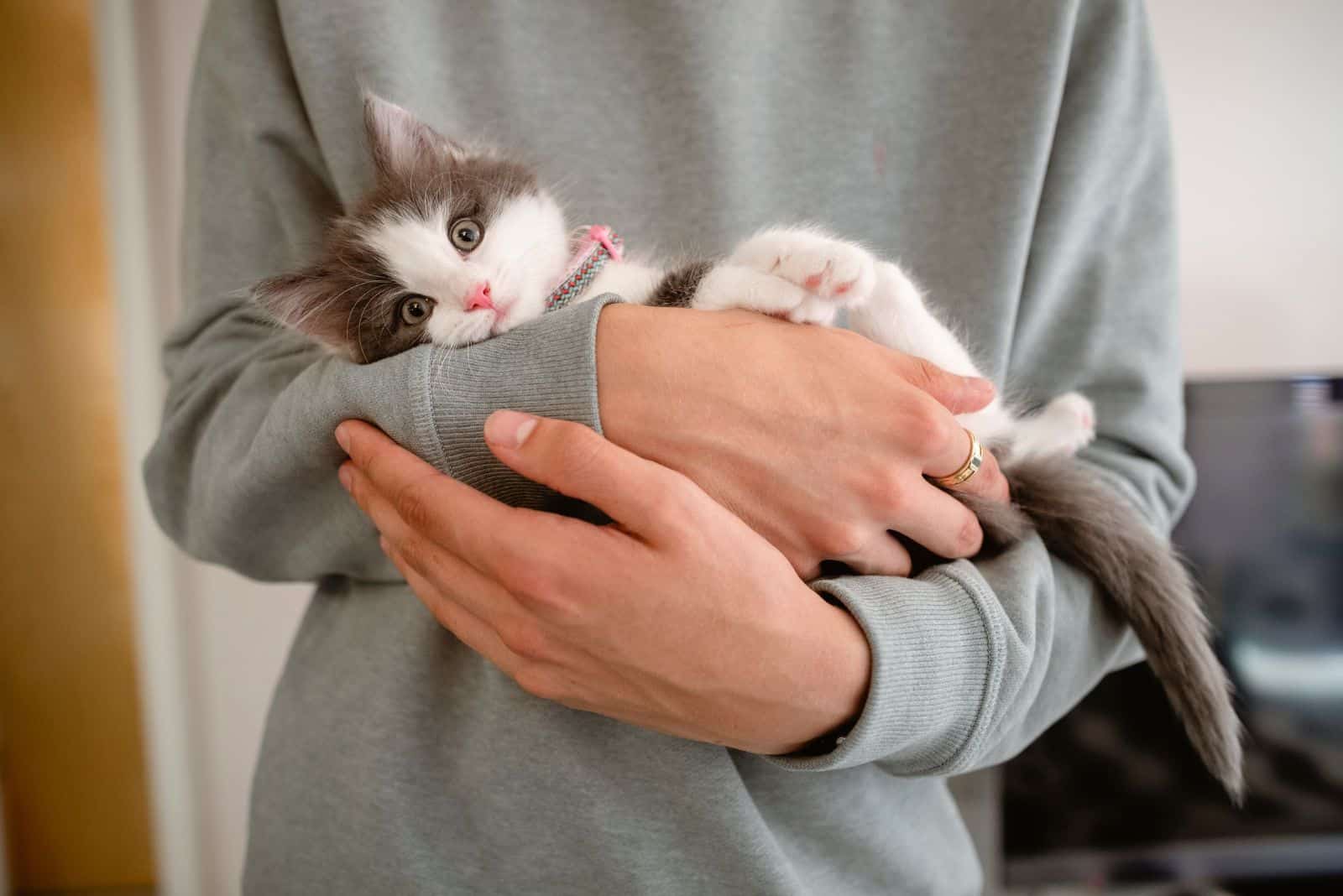 girl holding a kitten