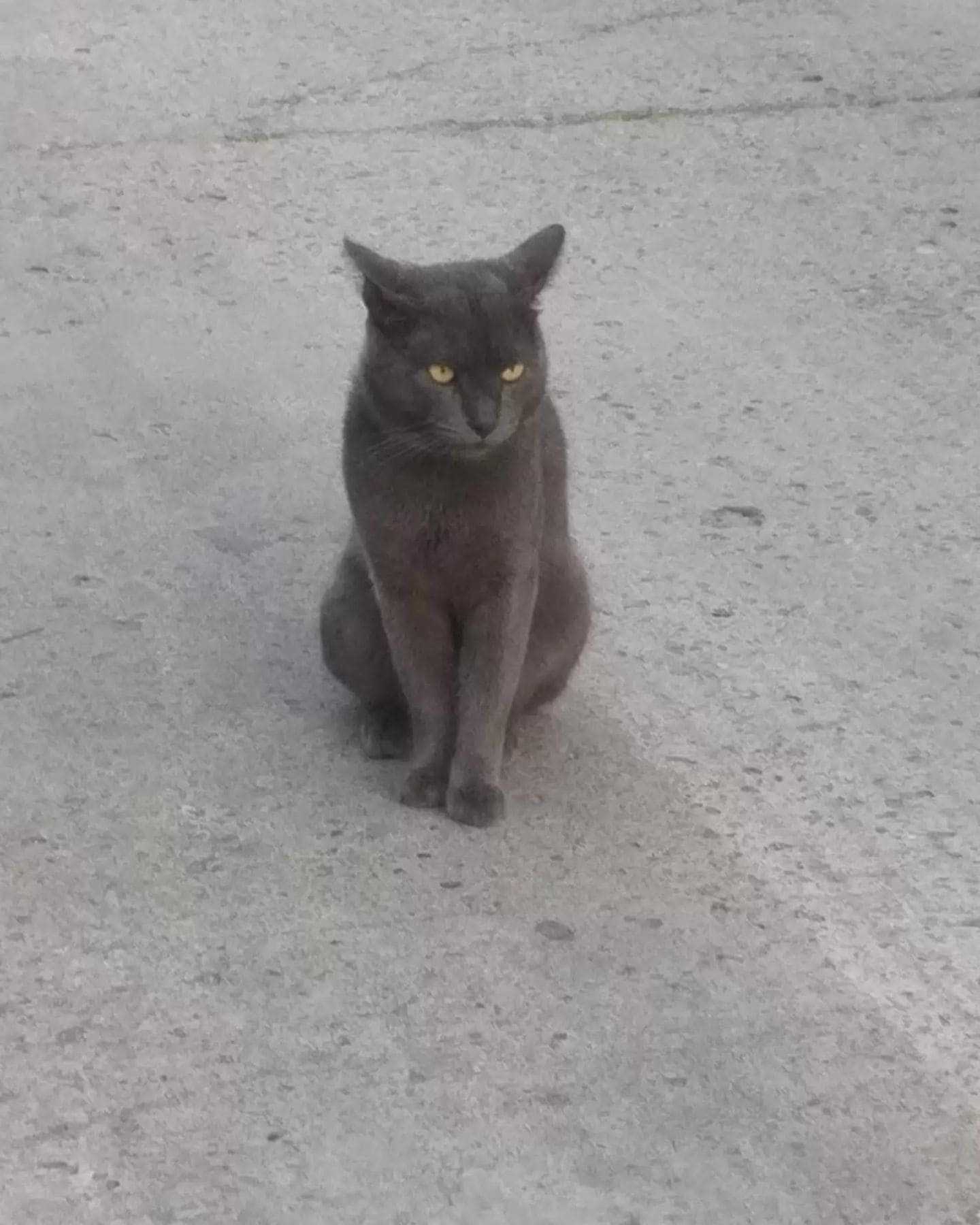 gray cat sitting