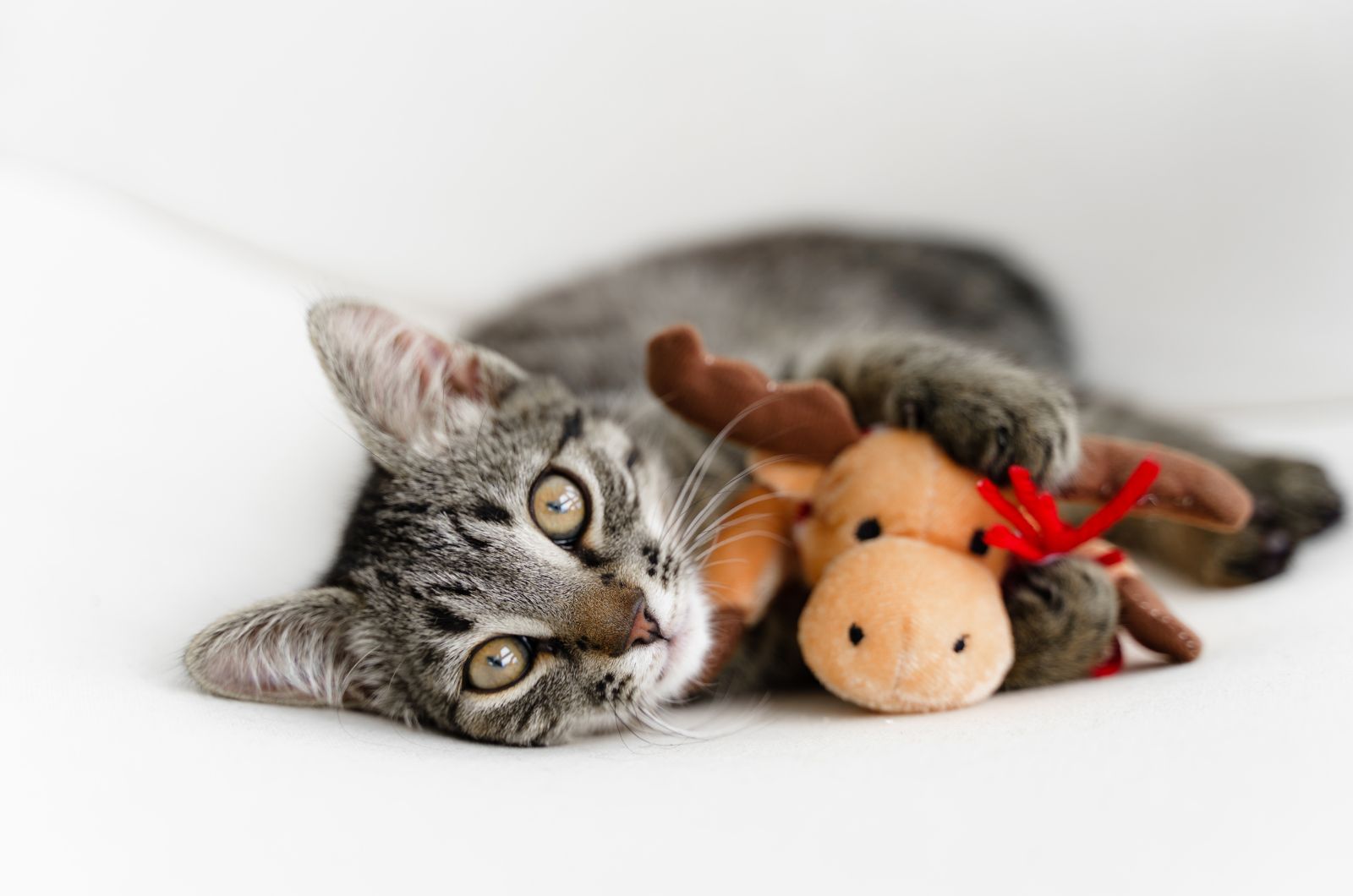 gray kitty and christmas toy