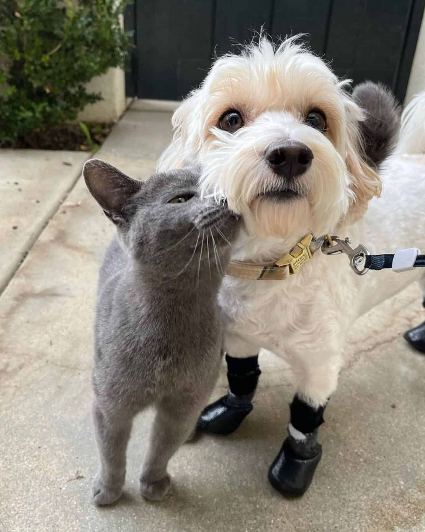 grey cat and white dog