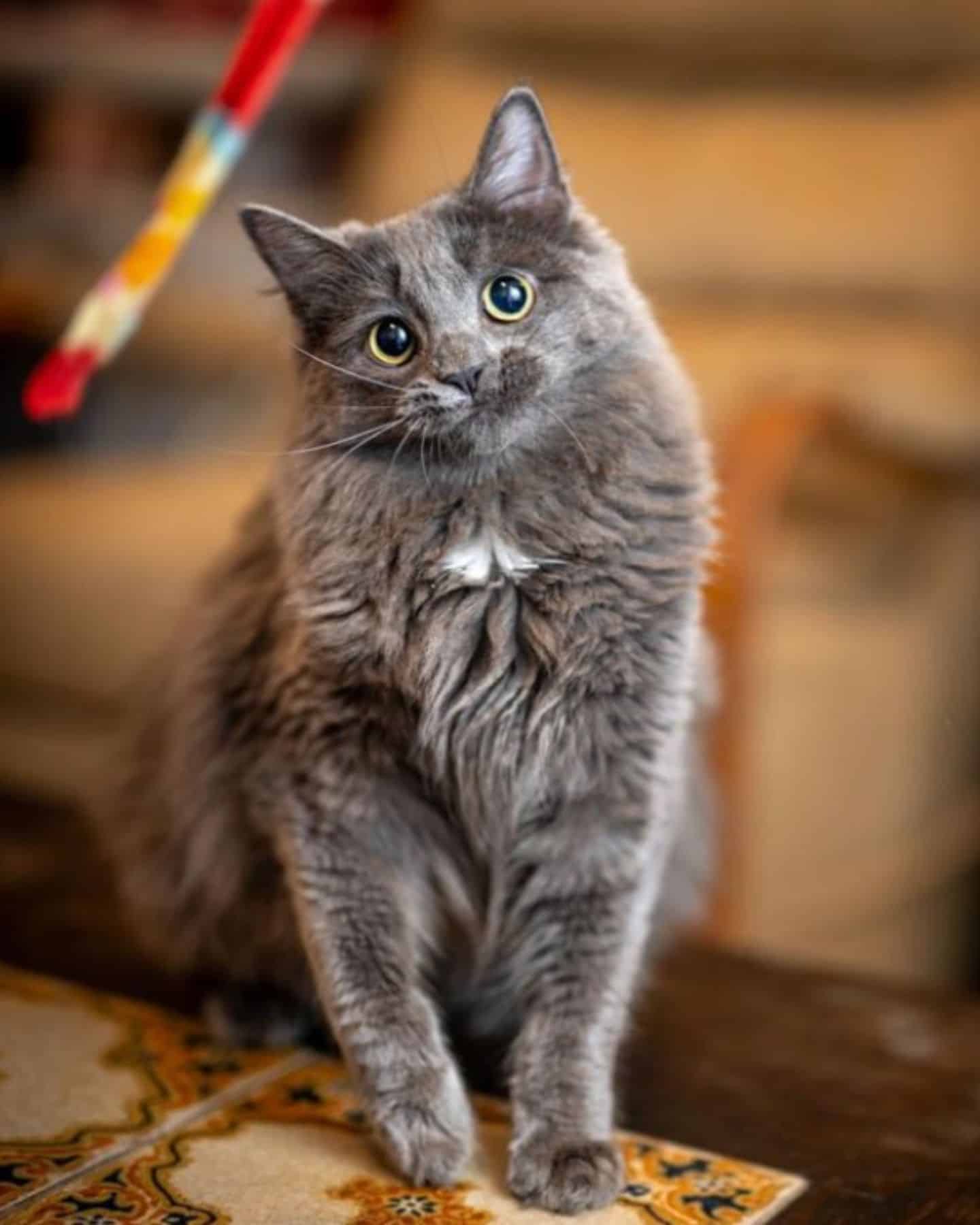 grey cat posing