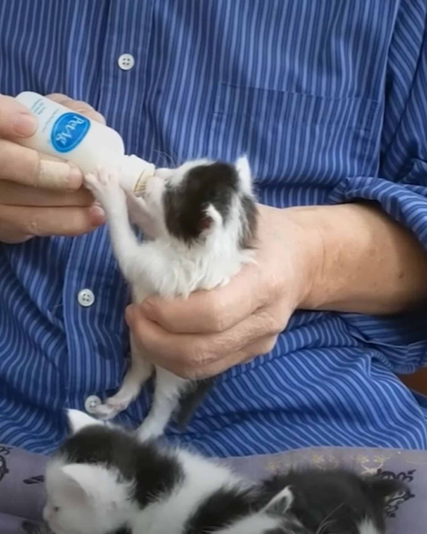 guy feeding kitten