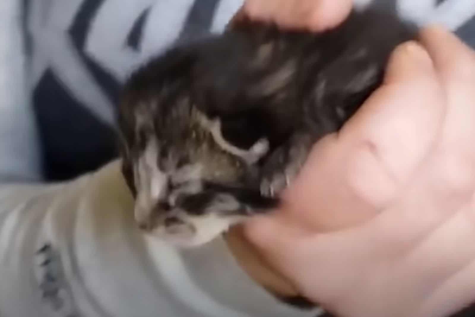 hand holding a kitten