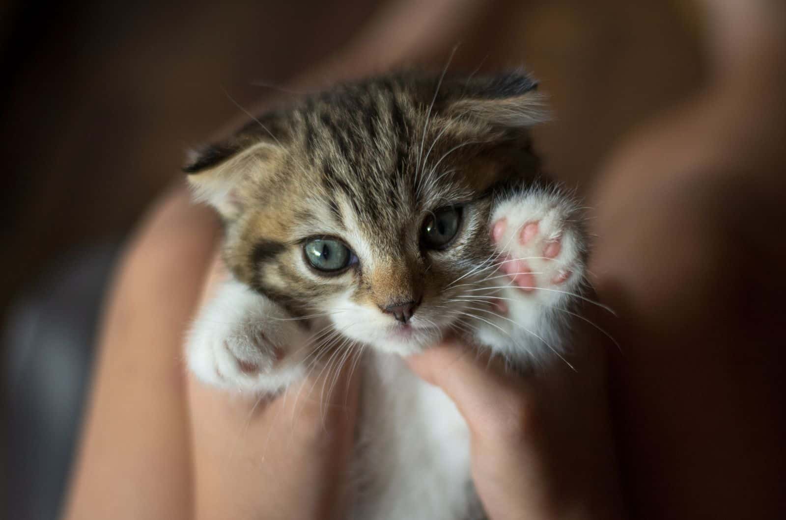 hands holding a kitten