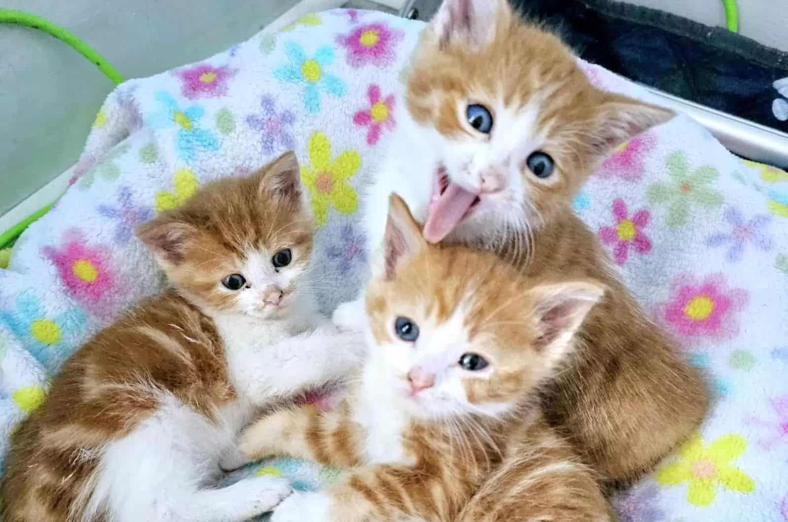happy ginger kittens