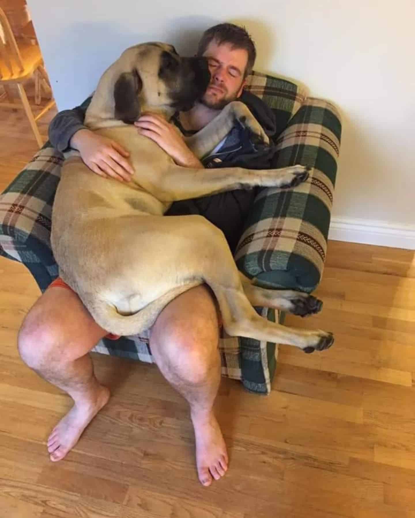 huge dog laying on man