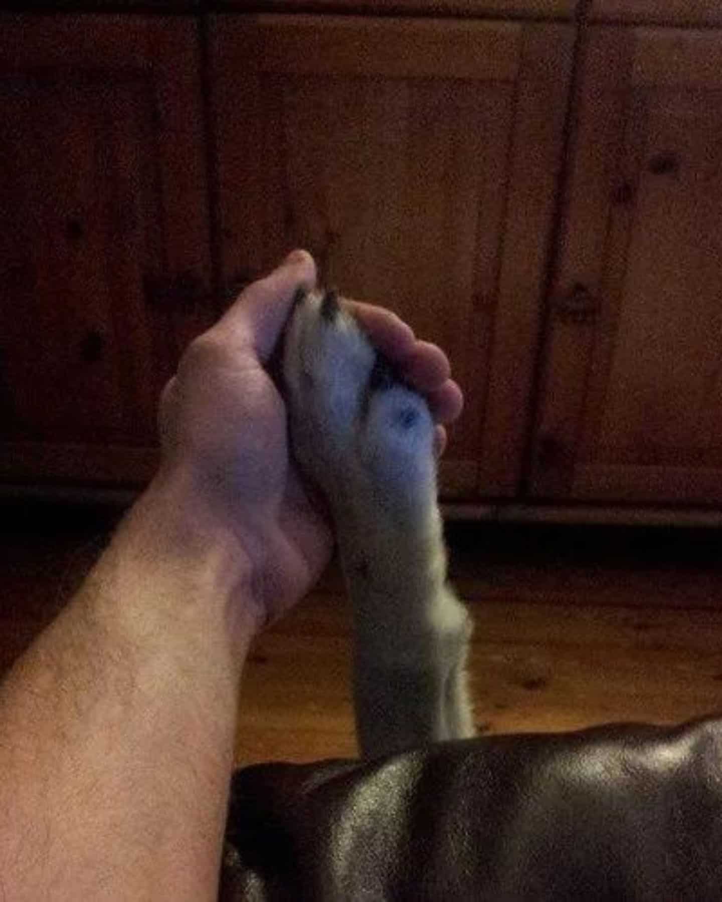 human hand holding a dog's paw