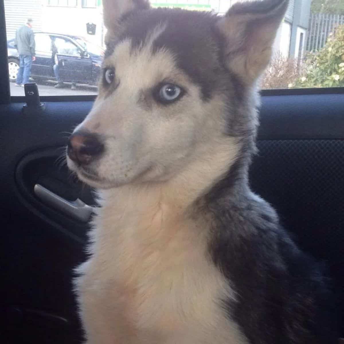 husky sitting in the car