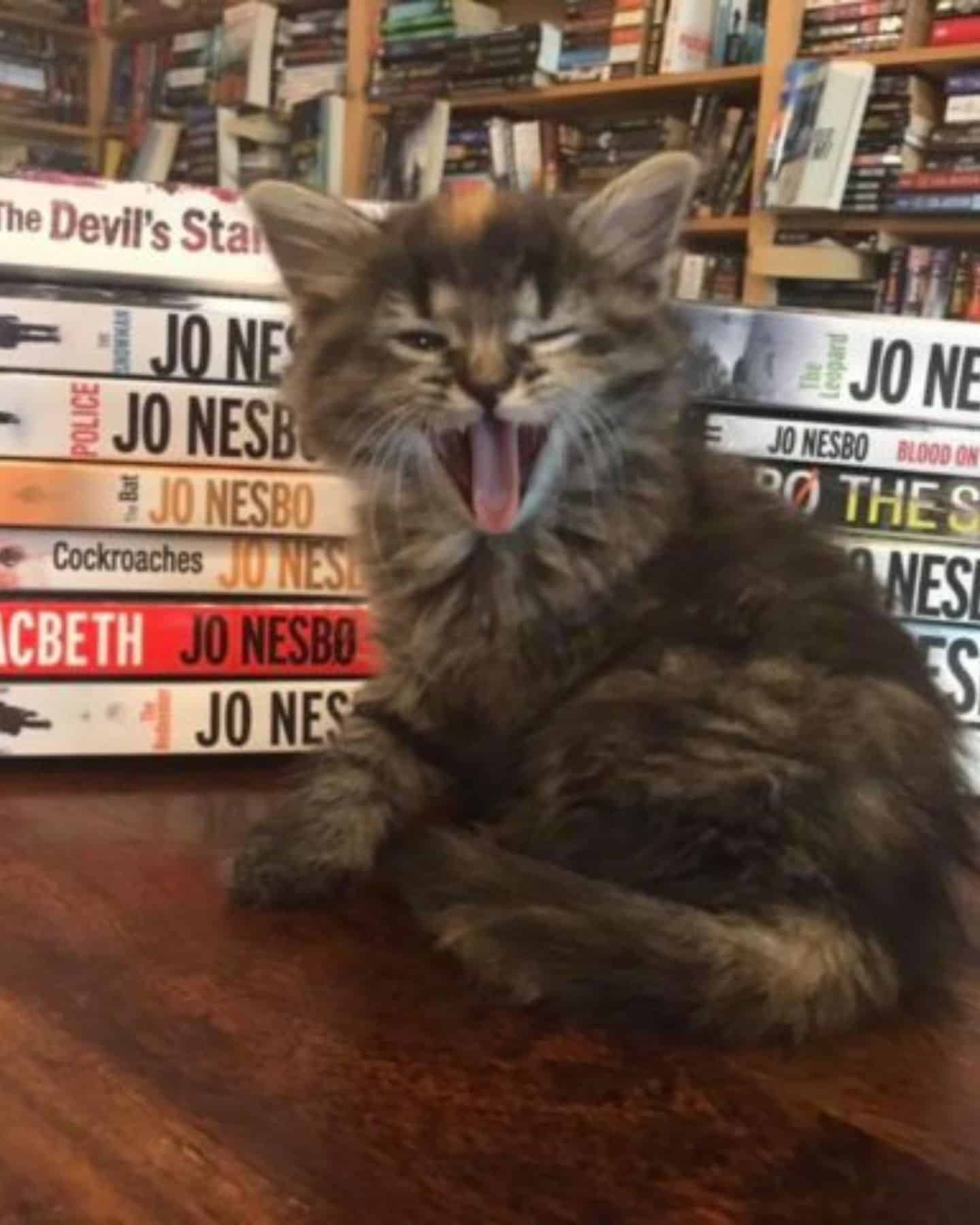 kitten in a bookstore