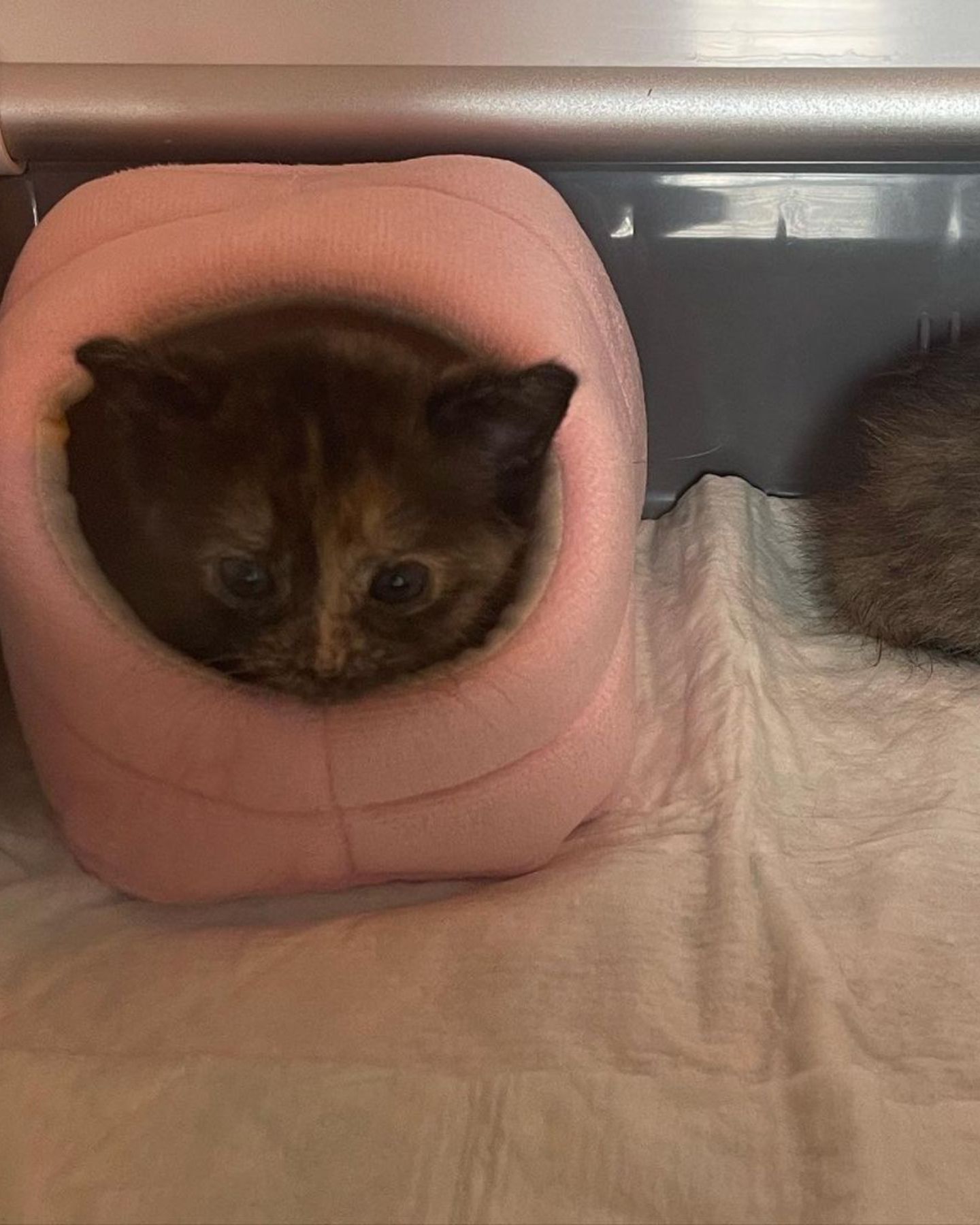 kitten in a pink hamster bed