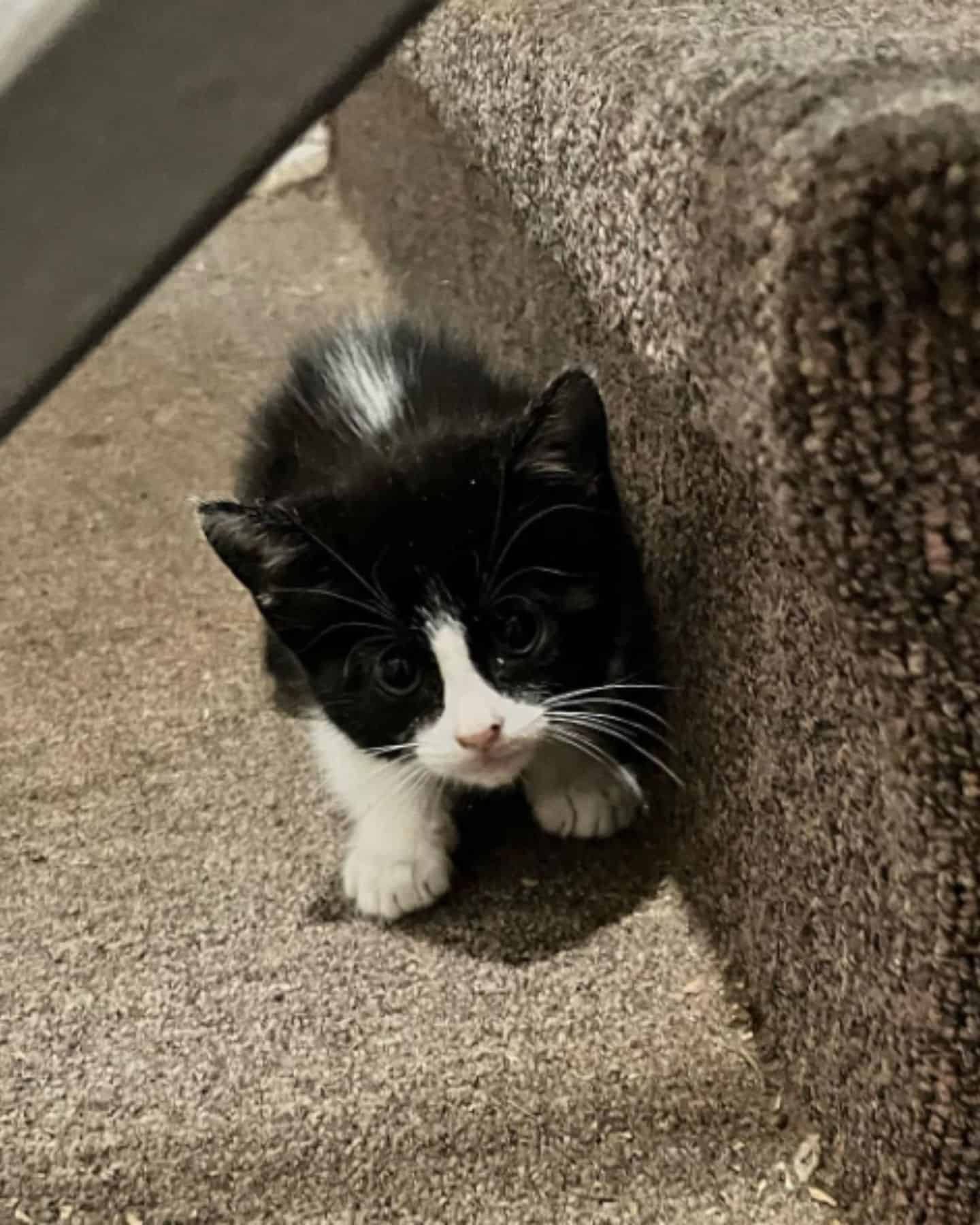 kitten on a stairs